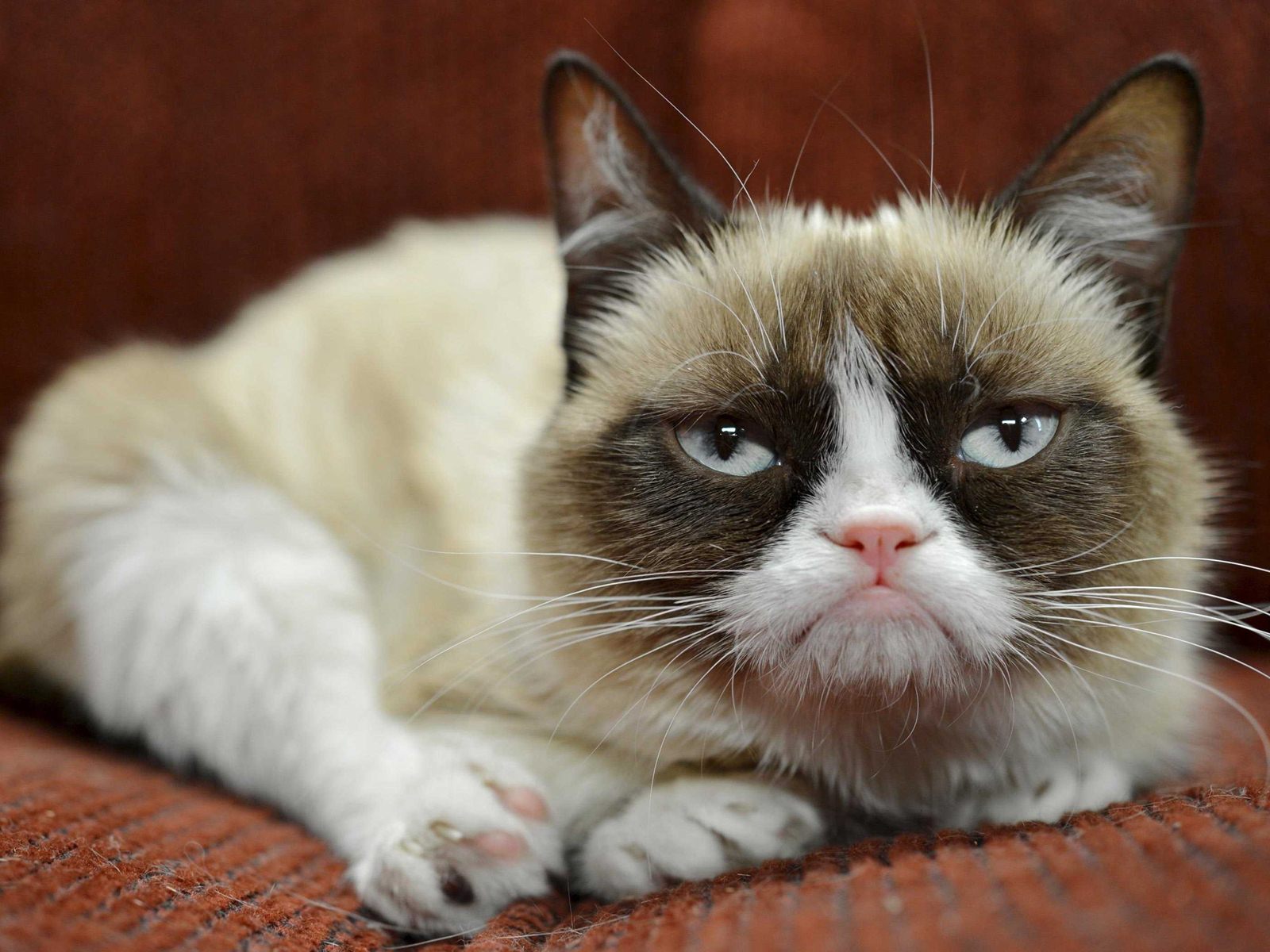 Grumpy Cat Free Background Pictures 5603 High Resolution