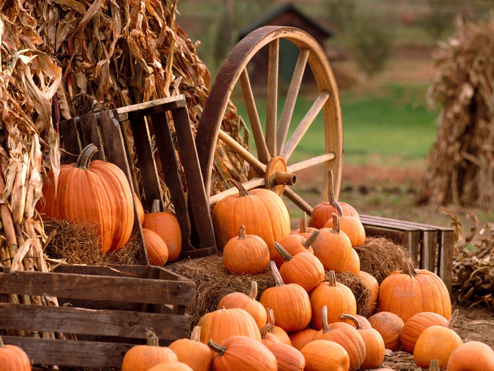 Backgrounds for Gt Fall Harvest Wallpaper 1600x1200px