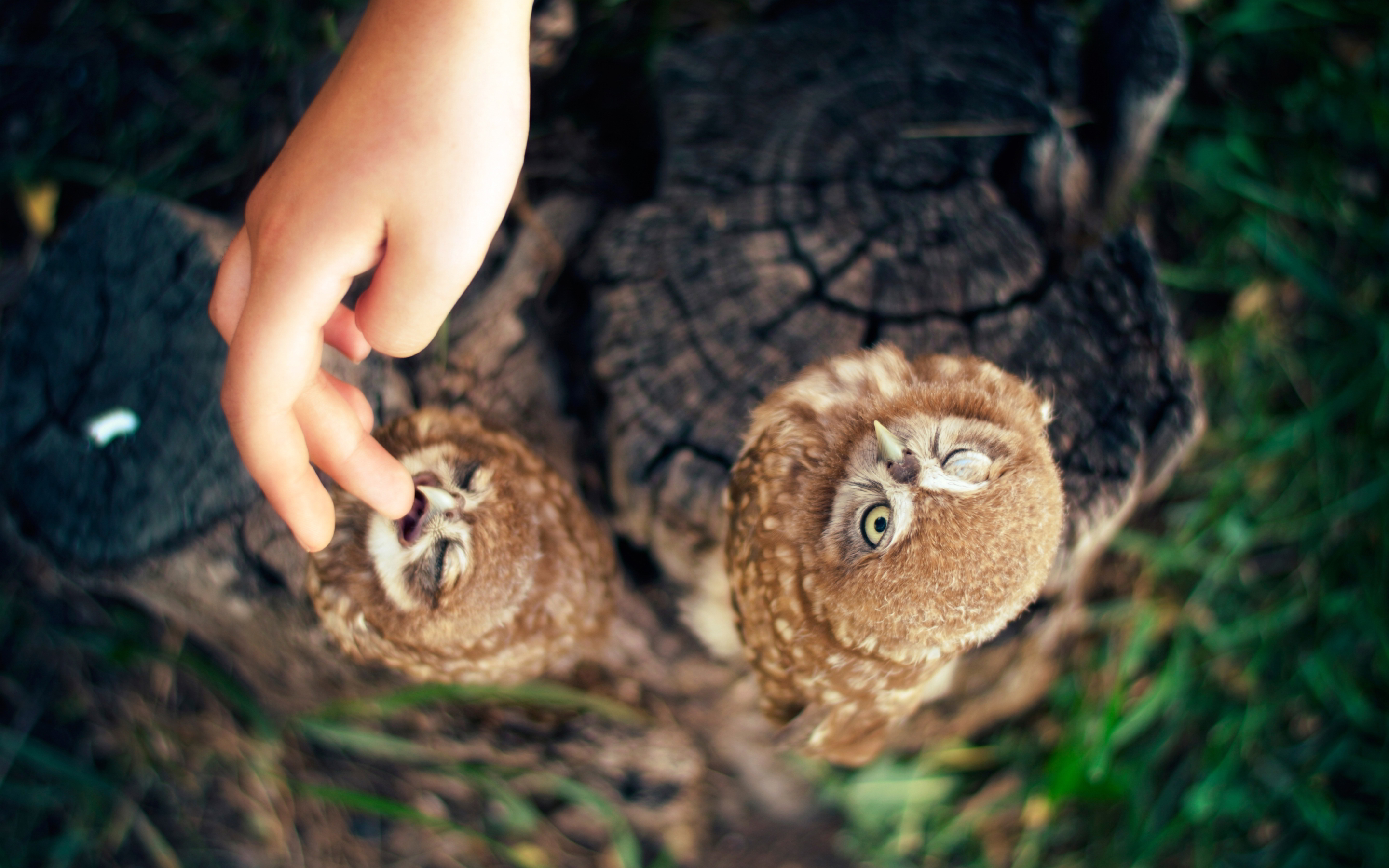 Hawk owl babies