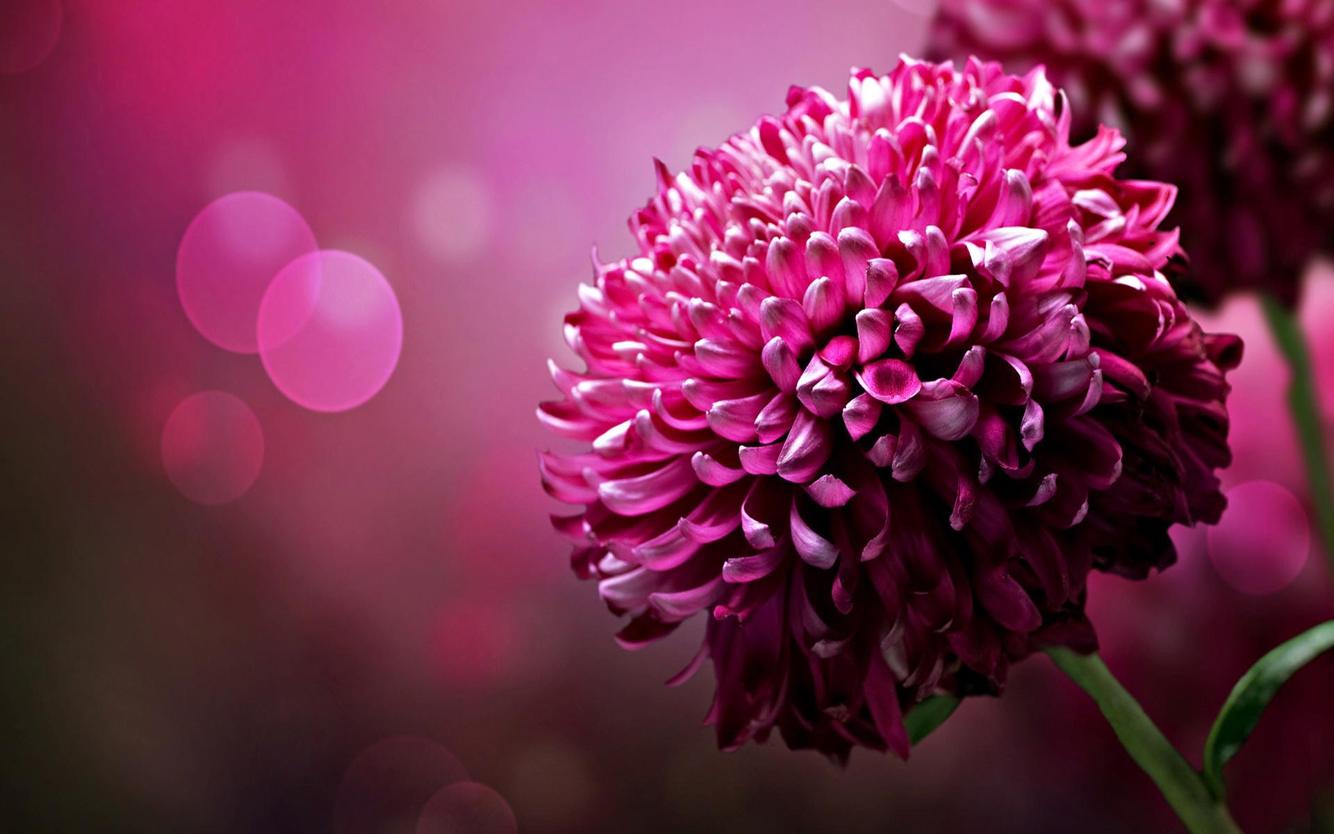 Desktop Wallpaper: Purple Chrysanthemum Flowers Desktop Wallpaper Hd Free Xpx 1920x1200px
