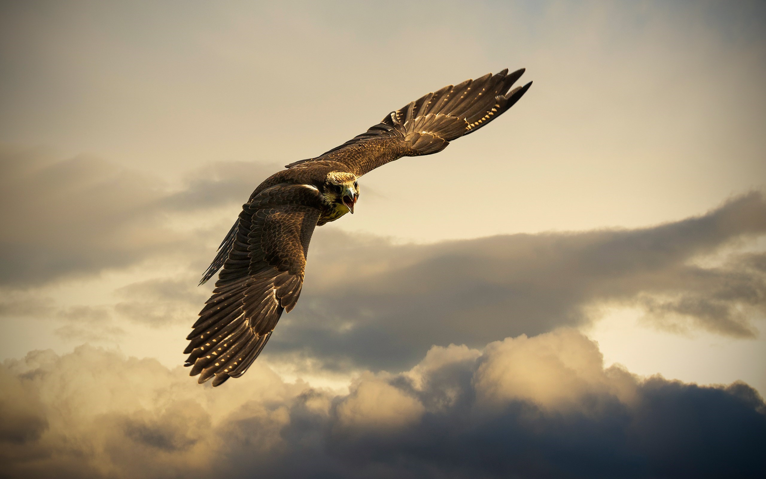 Large Falcon HD Wallpapers ...