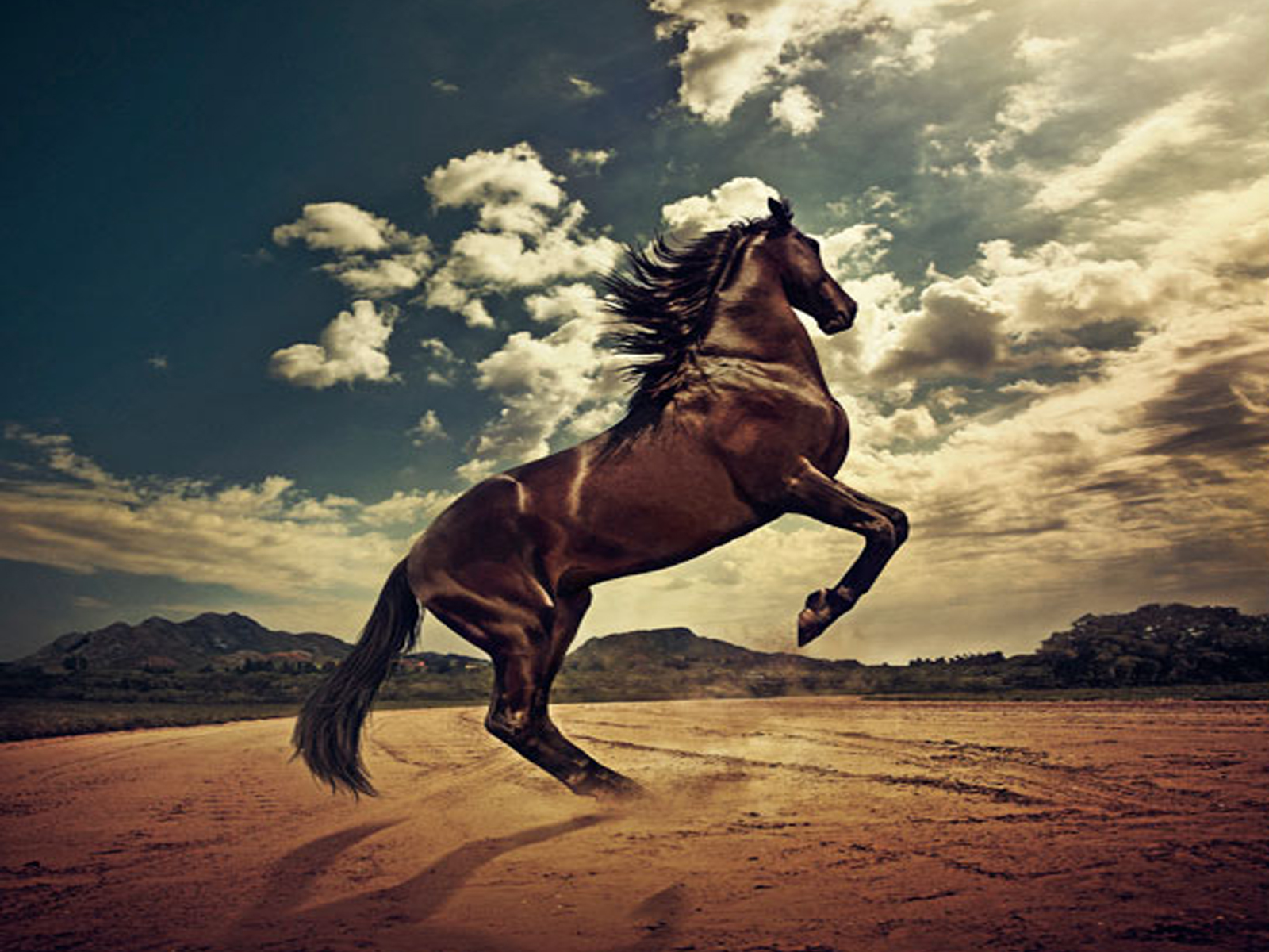 Download Startled Horse Hd Wallpapers Free by Warnerboutique