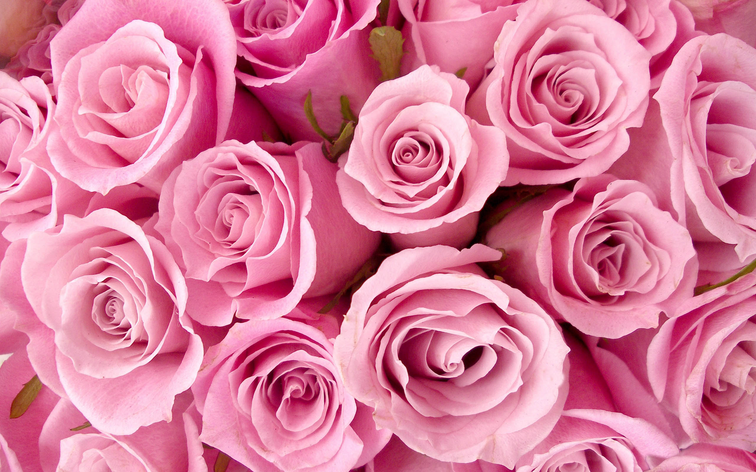 HD Pink Roses Wallpaper