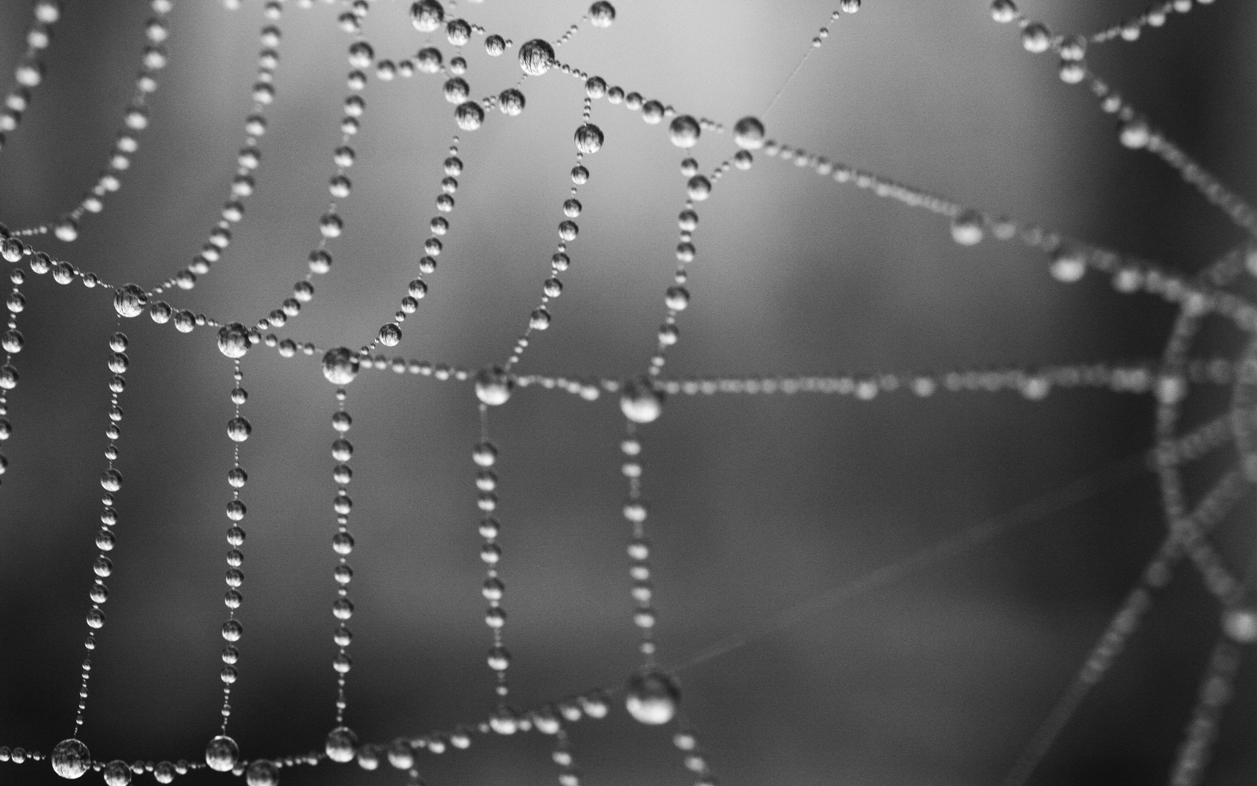 HD Spider Web Wallpaper