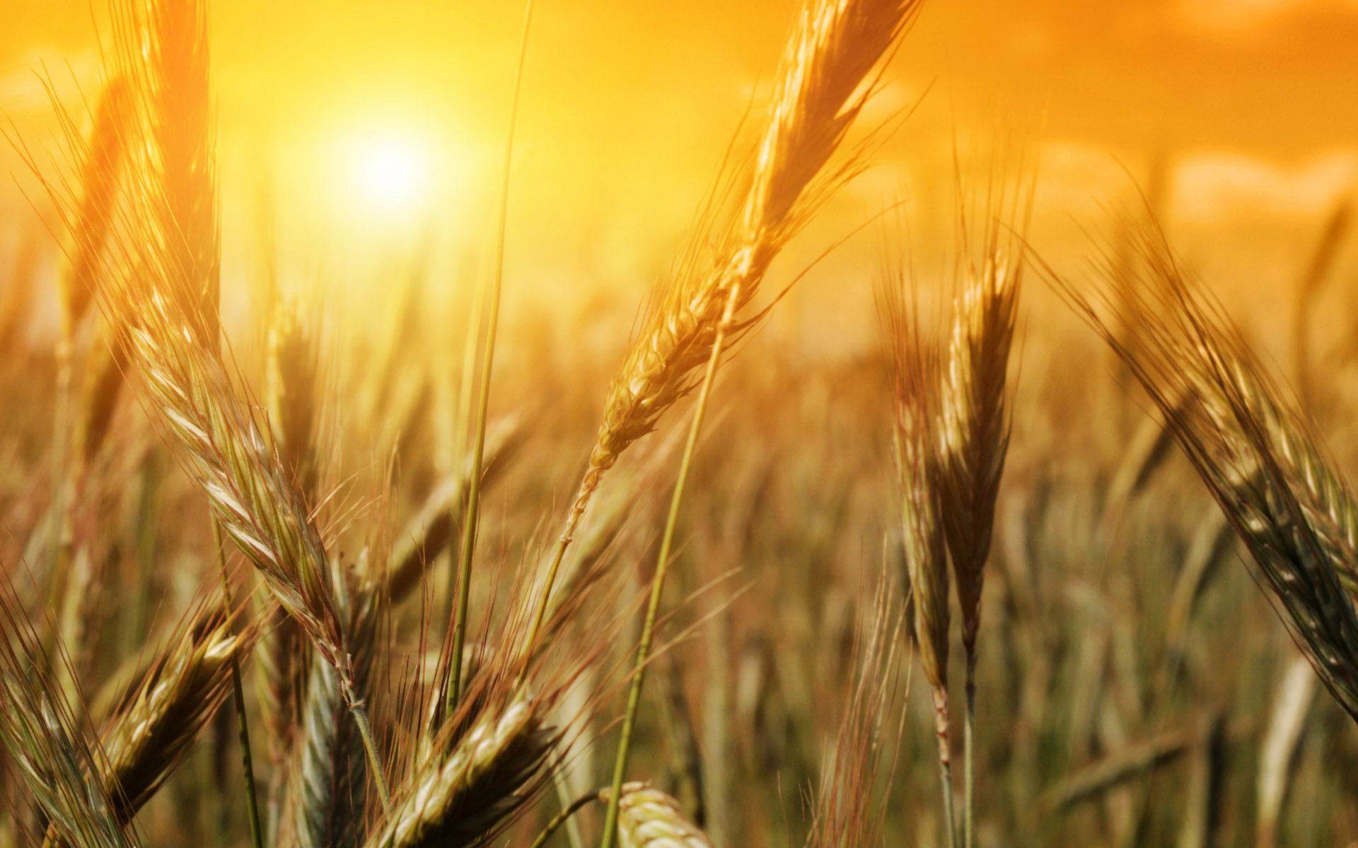 Awesome Wheat Wallpaper
