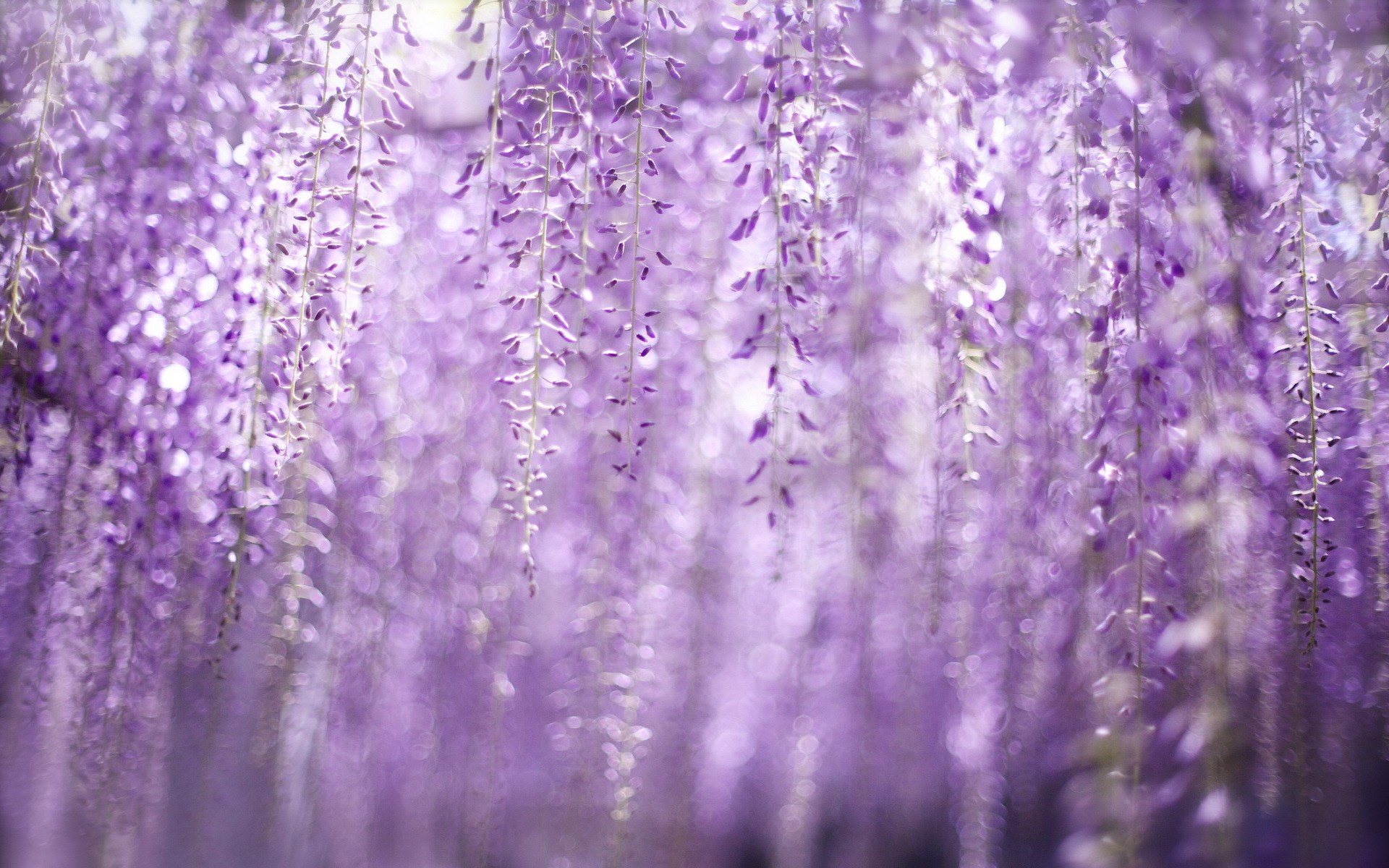 Spring Wisteria Flowers Bokeh HD Wallpaper