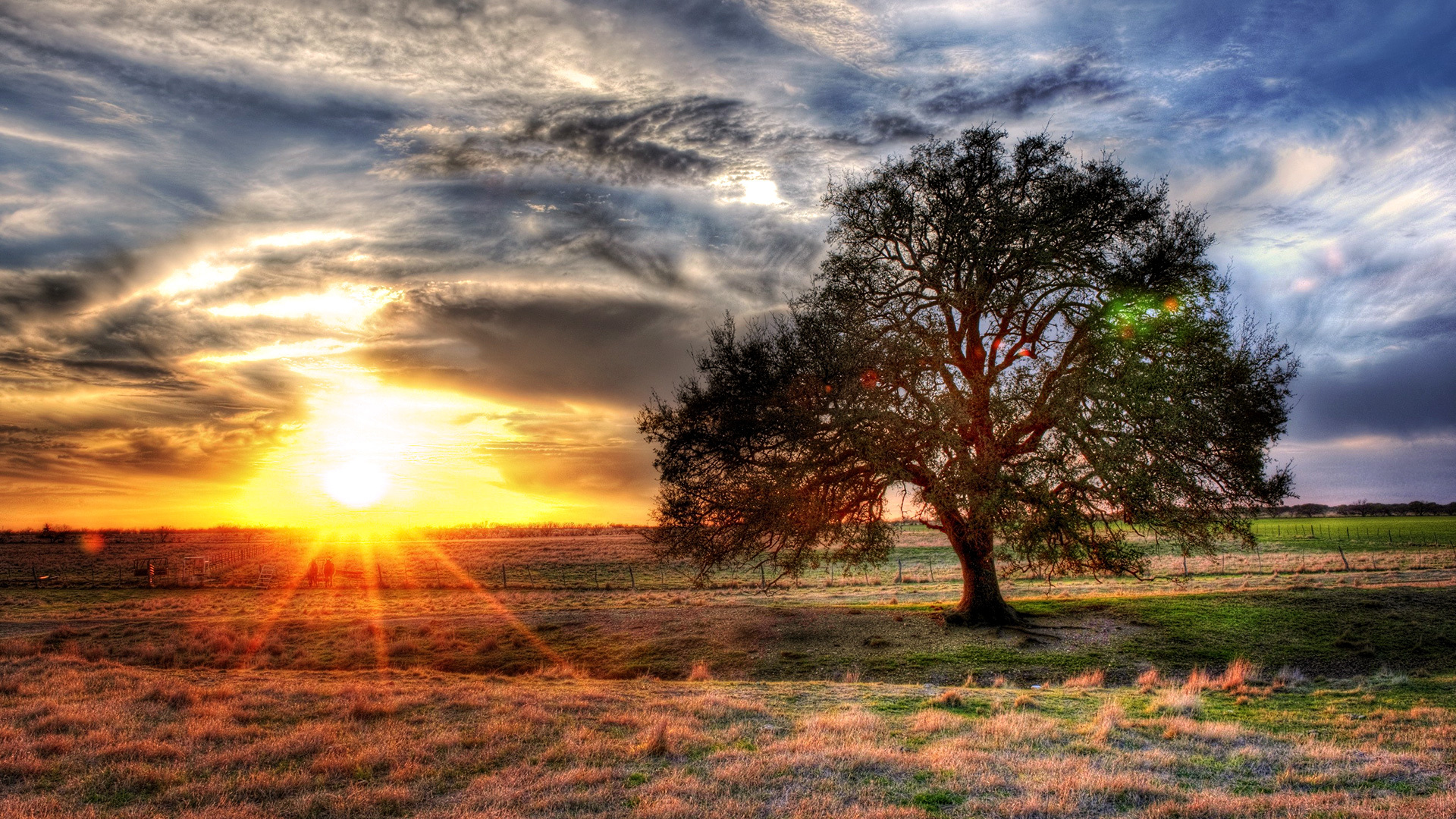 A tree with sunset in the background in hdr