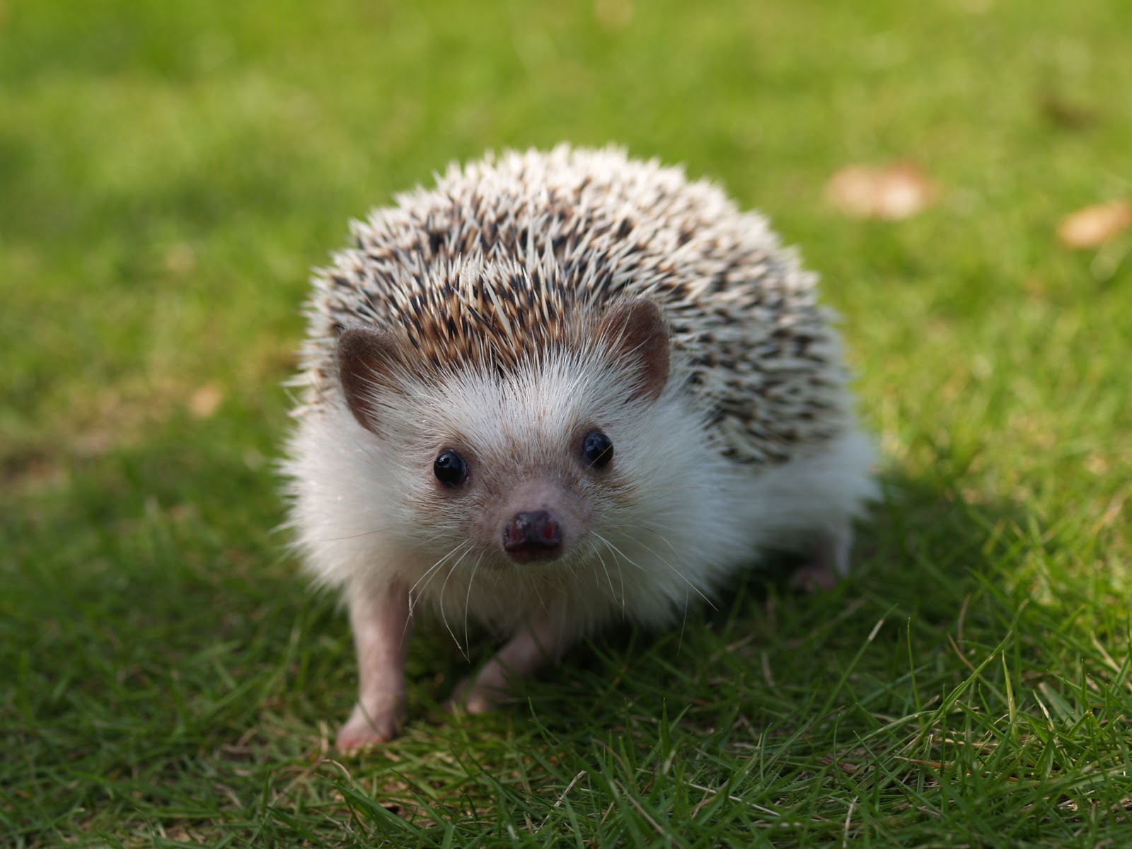 Hedgehog Pictures