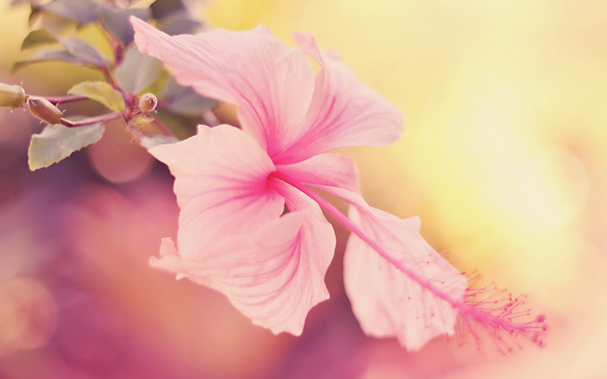 Pink Hibiscus Flower Wallpapers Xpx Art 2560x1600px
