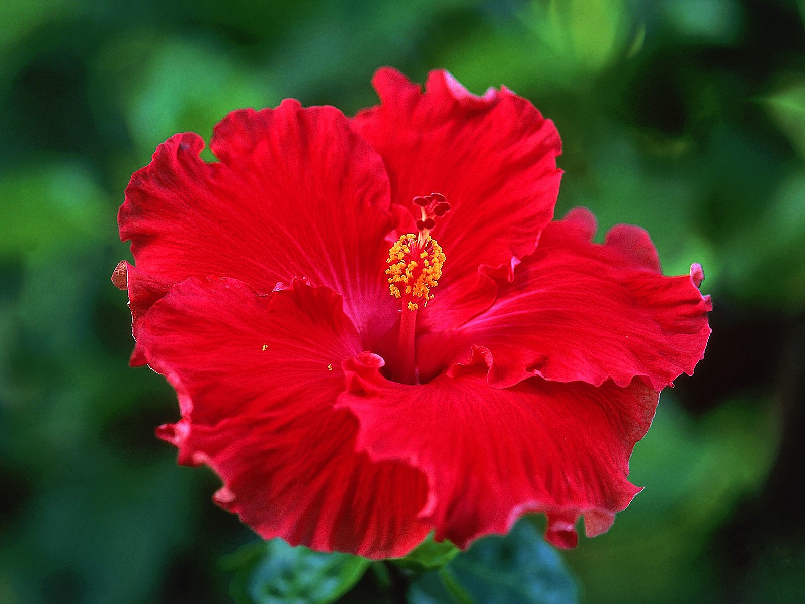 Hibiscus are beautiful flowers that seem to grow more in the northern part of the state. I tried growing some when I lived south of Fort Worth, ...