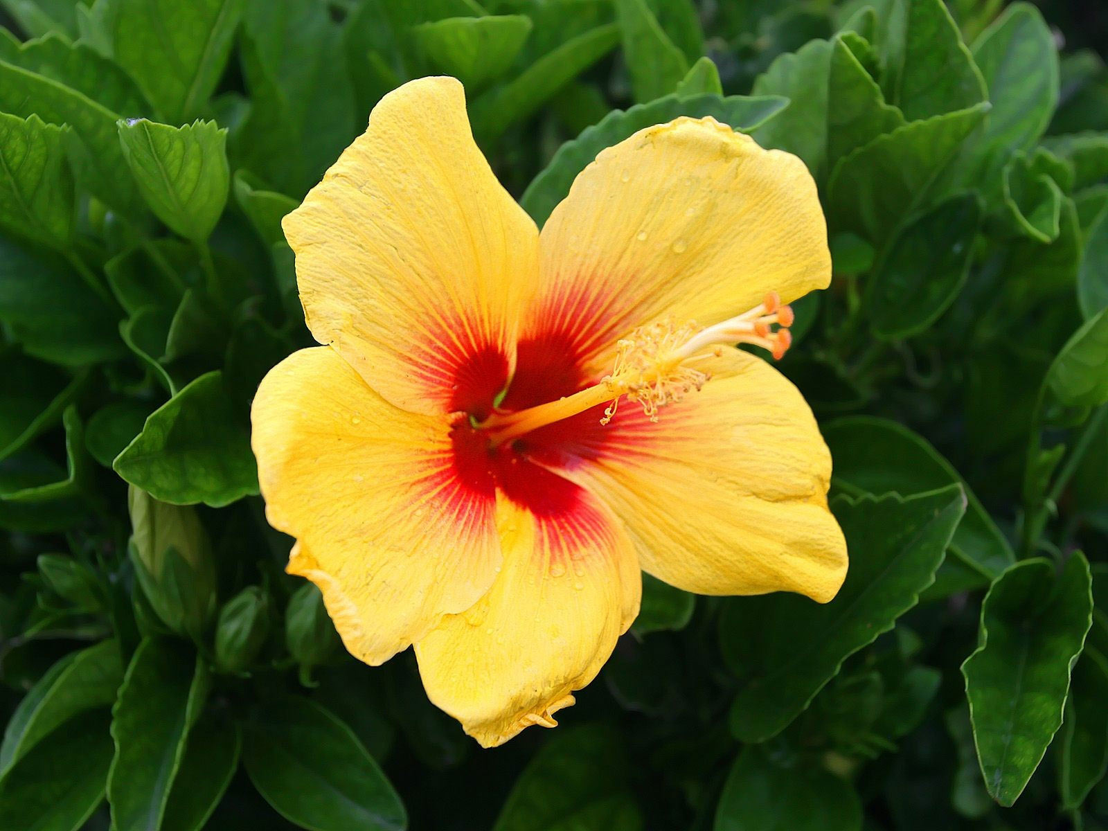 Desktop backgrounds · Animal Life · Flowers Yellow Hibiscus