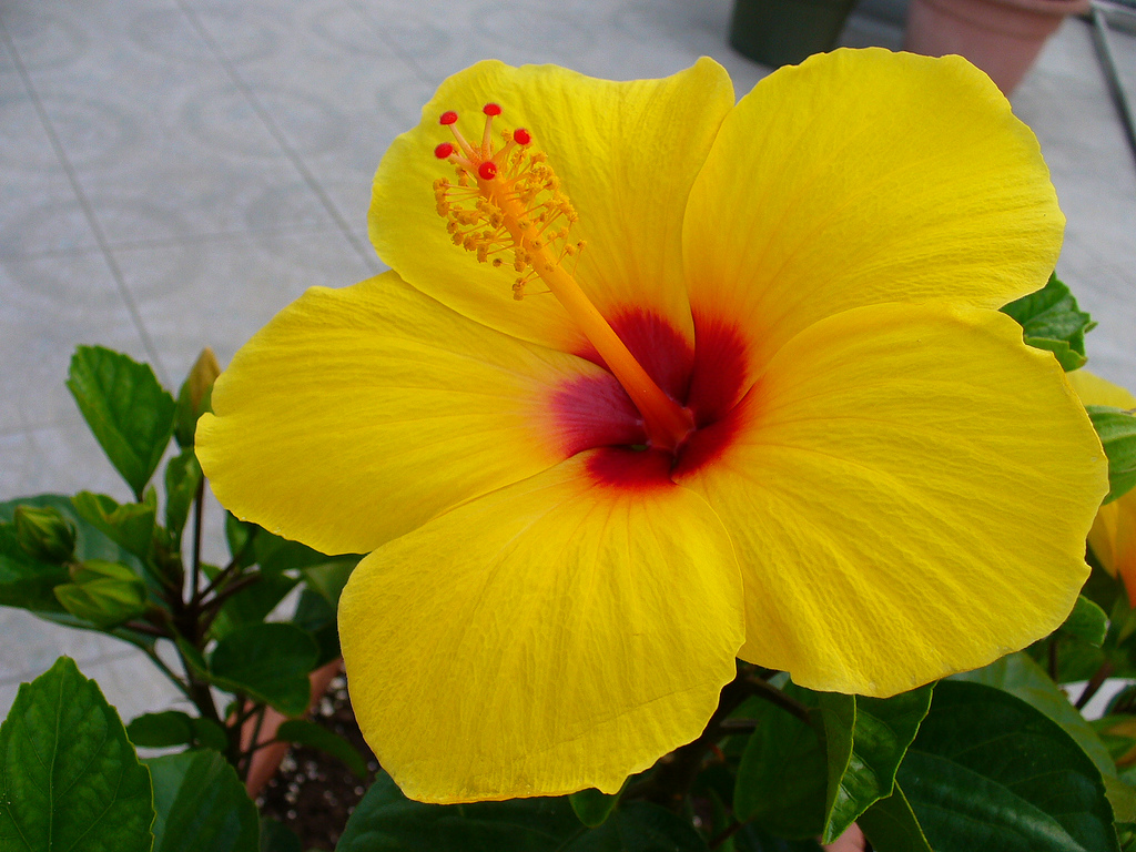Yellow Hibiscus Flower Pictures