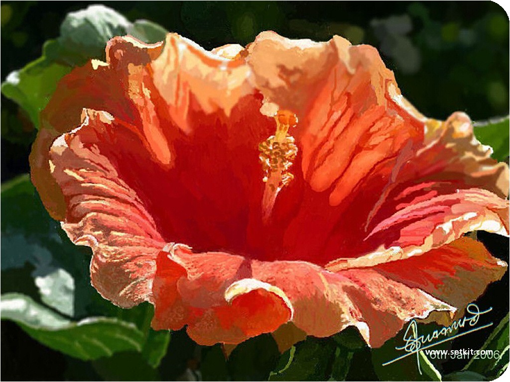 Hibiscus Flower Images 11 HD Wallpapers