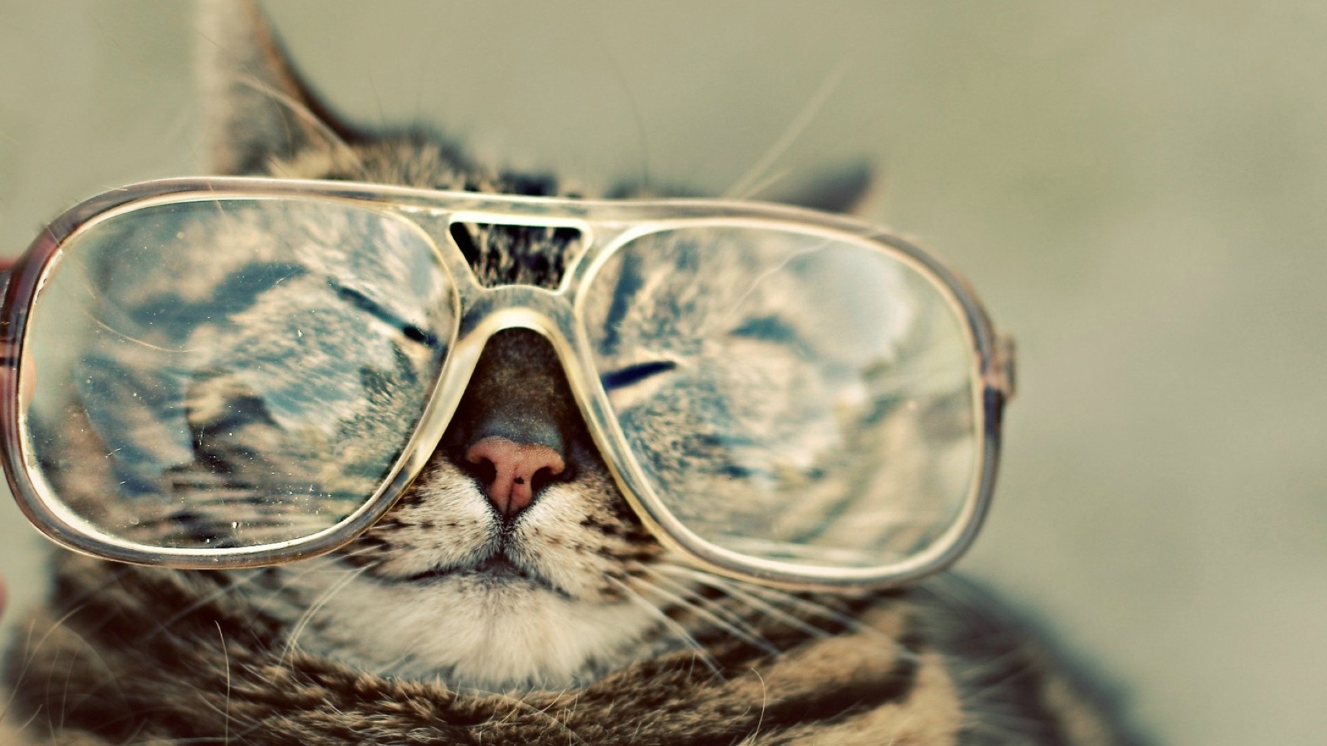 Cats Glasses Hipster Fresh New Hd Wallpaper 1920x1080px