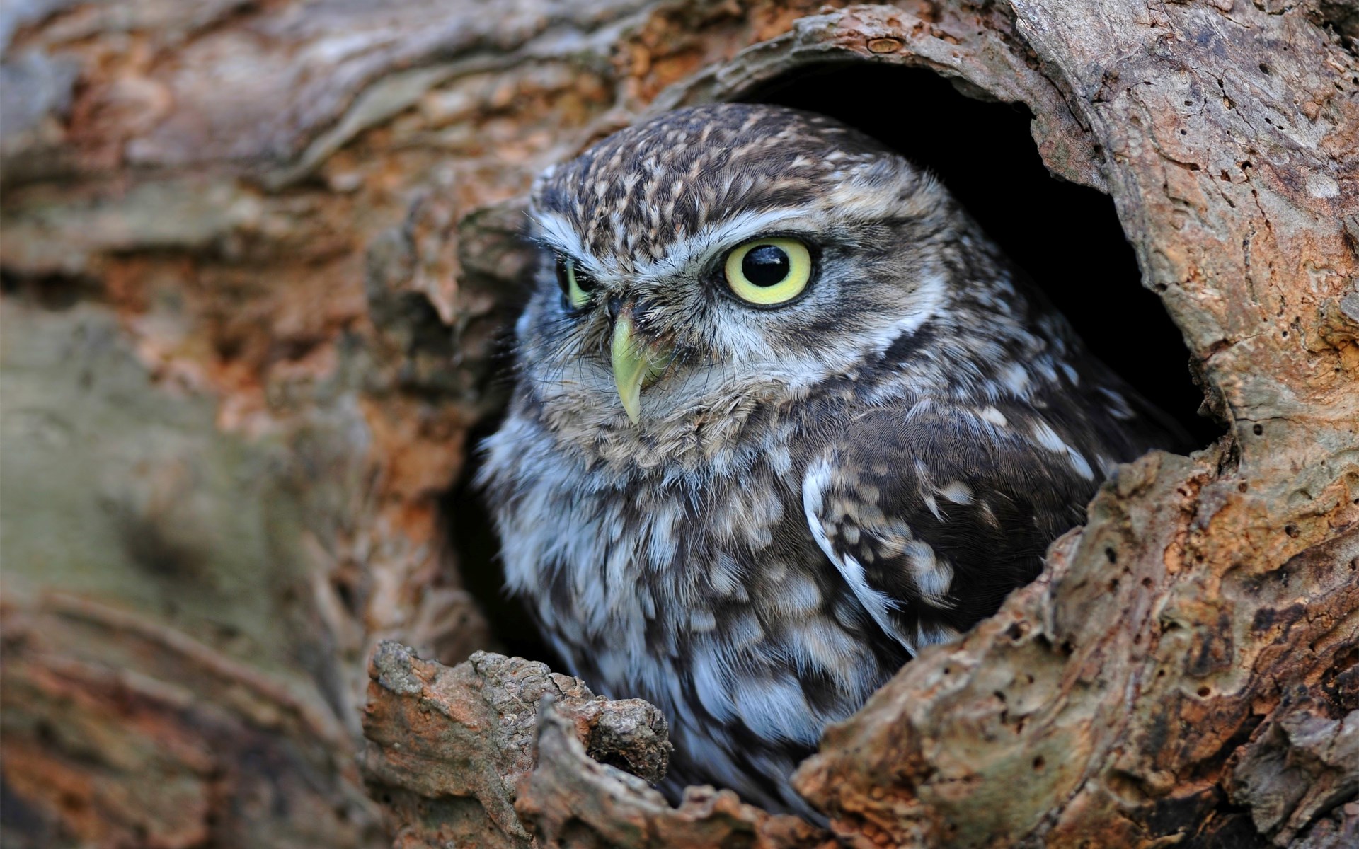 Hollow Tree Trunk Bird Owl