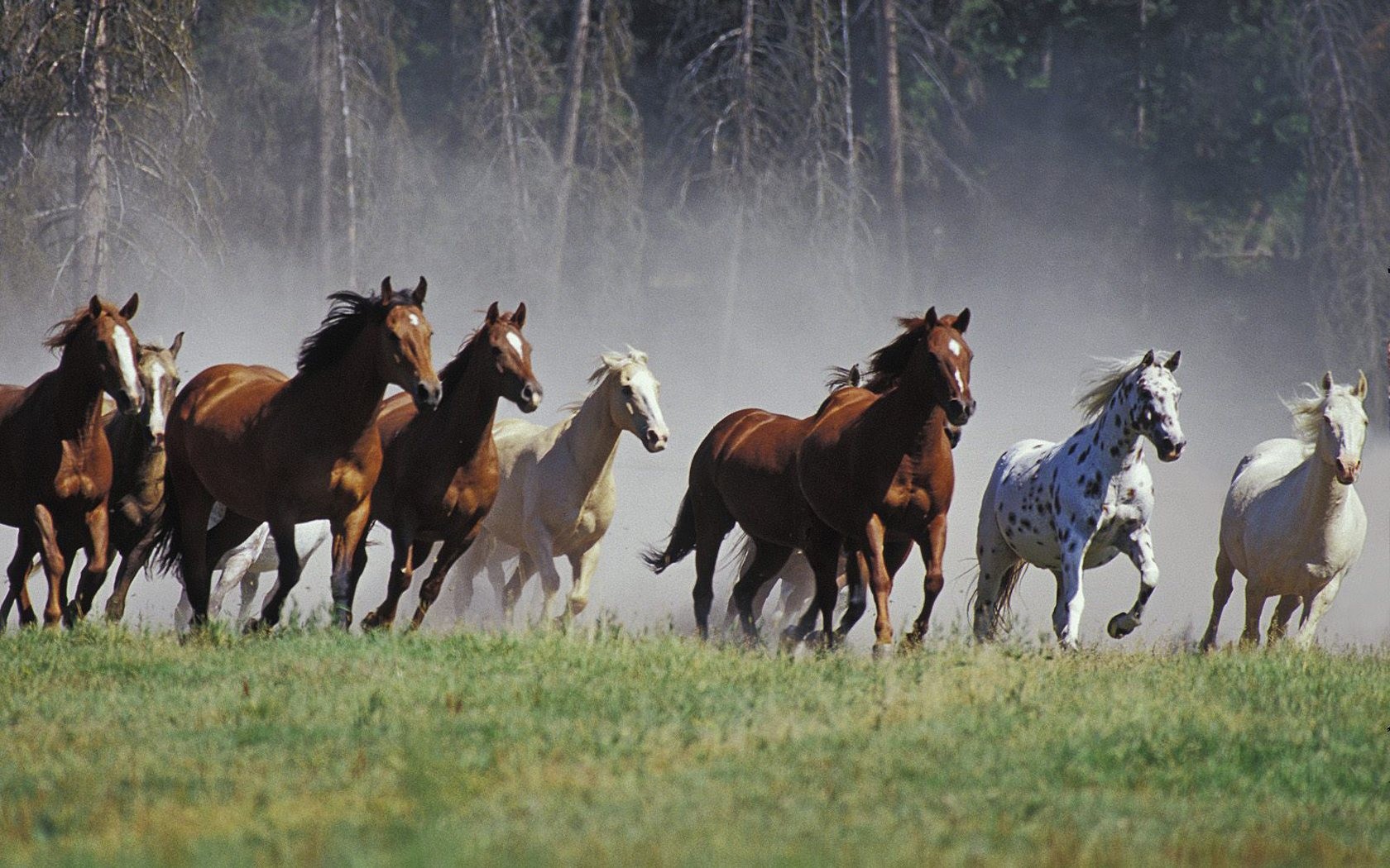 Horse ranch