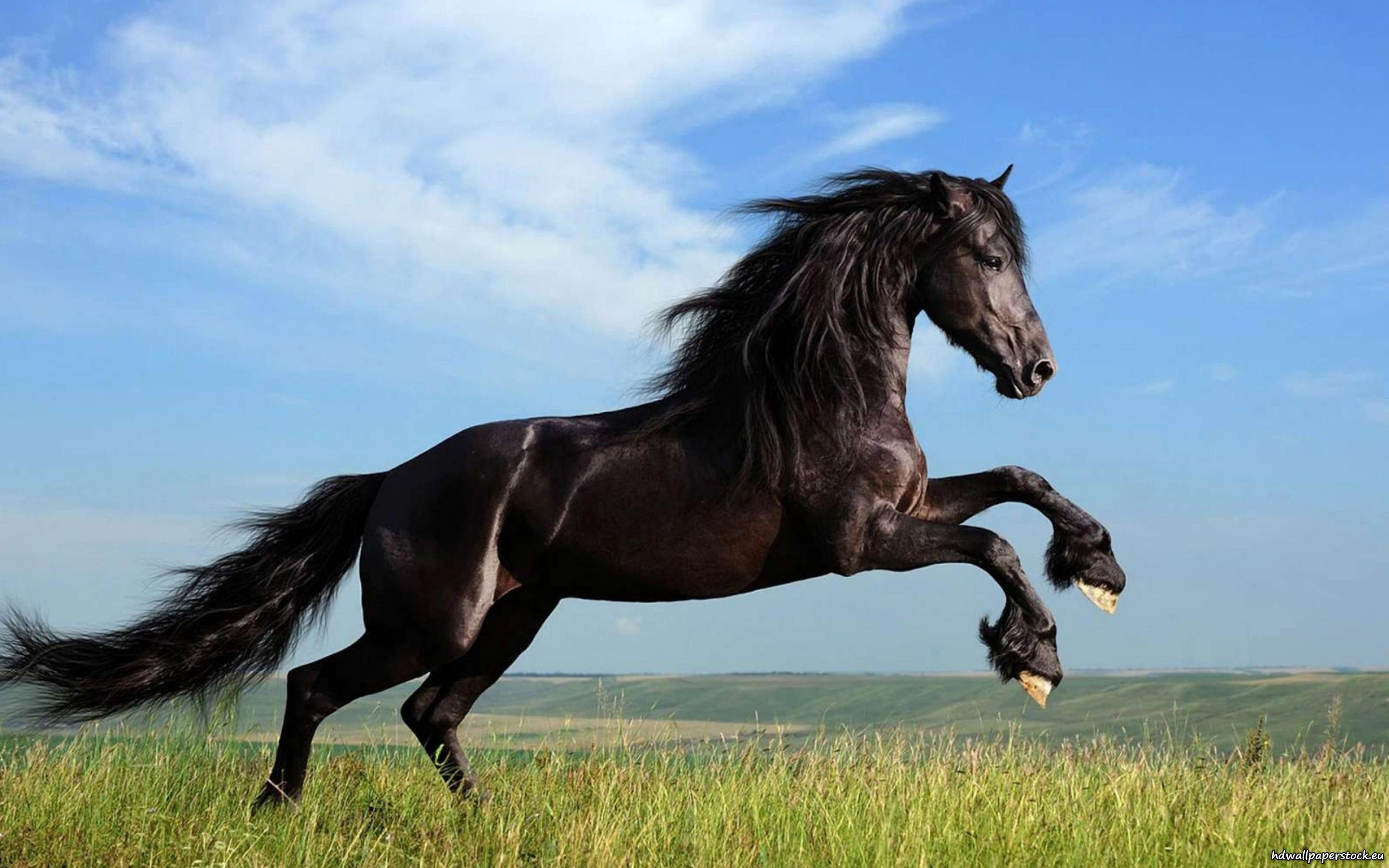 Black Horse HD Wallpapers 15