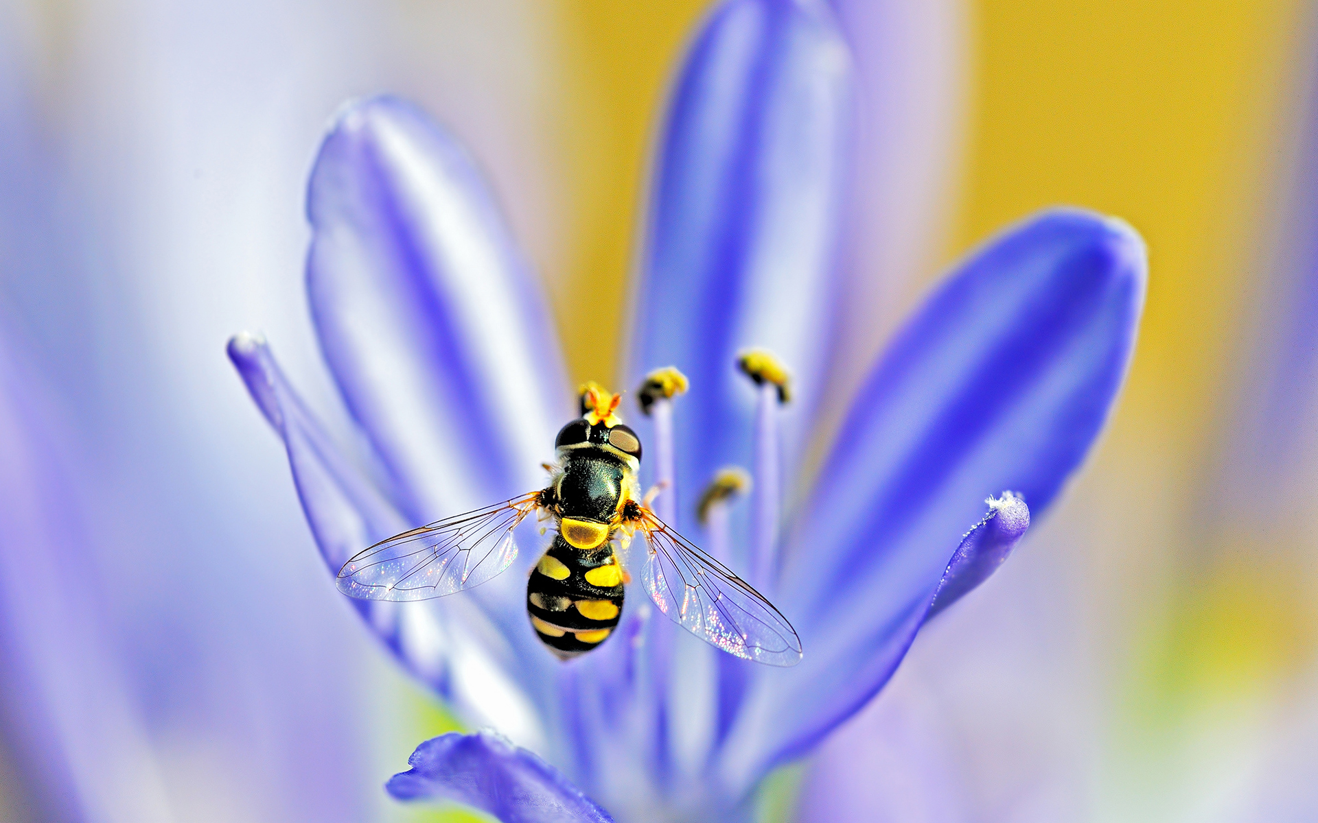Hoverfly agapanthus flower