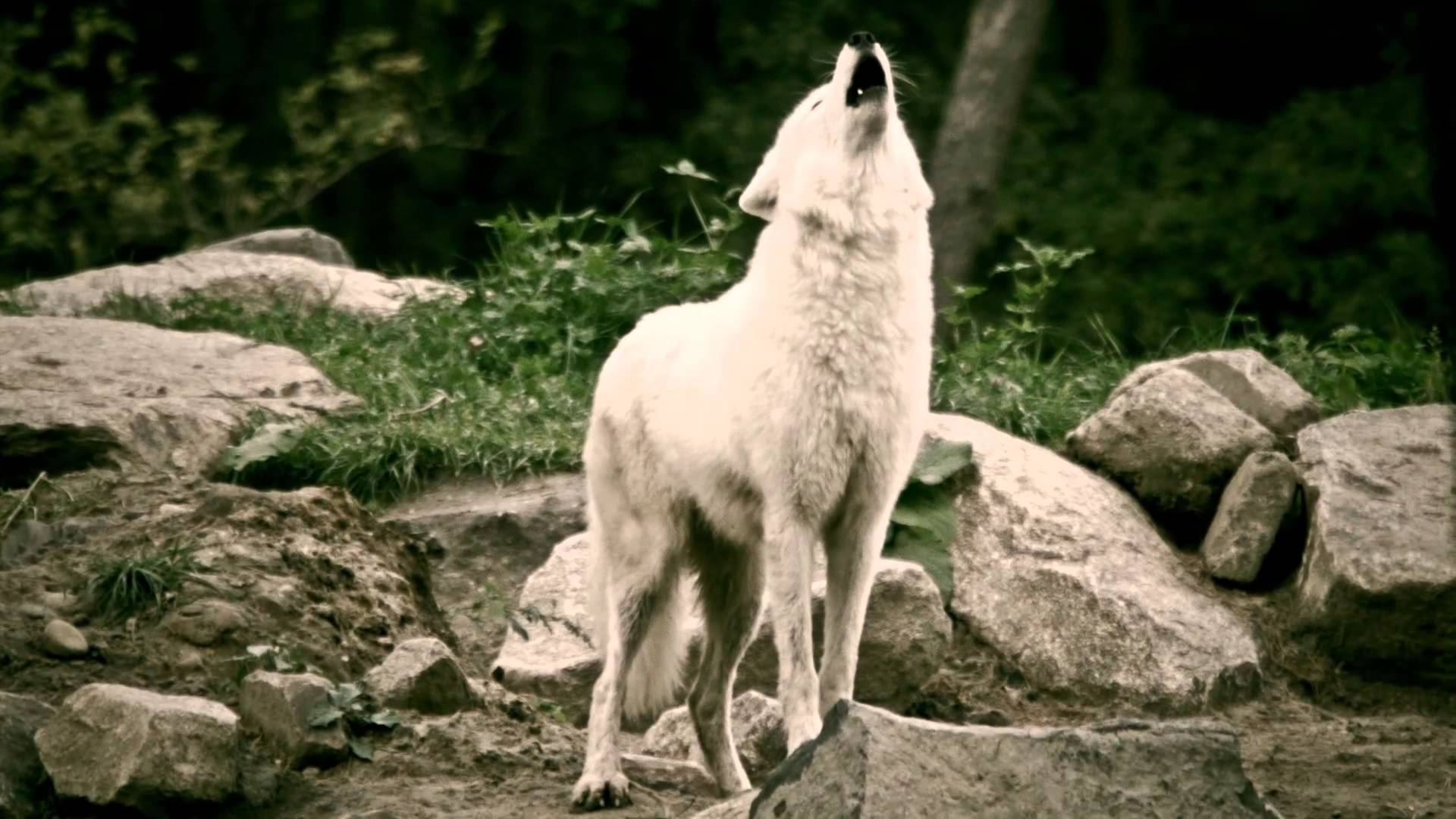 White Wolves howling in the deer park - Schaurig schön. Wölfe heulen im Wildpark.