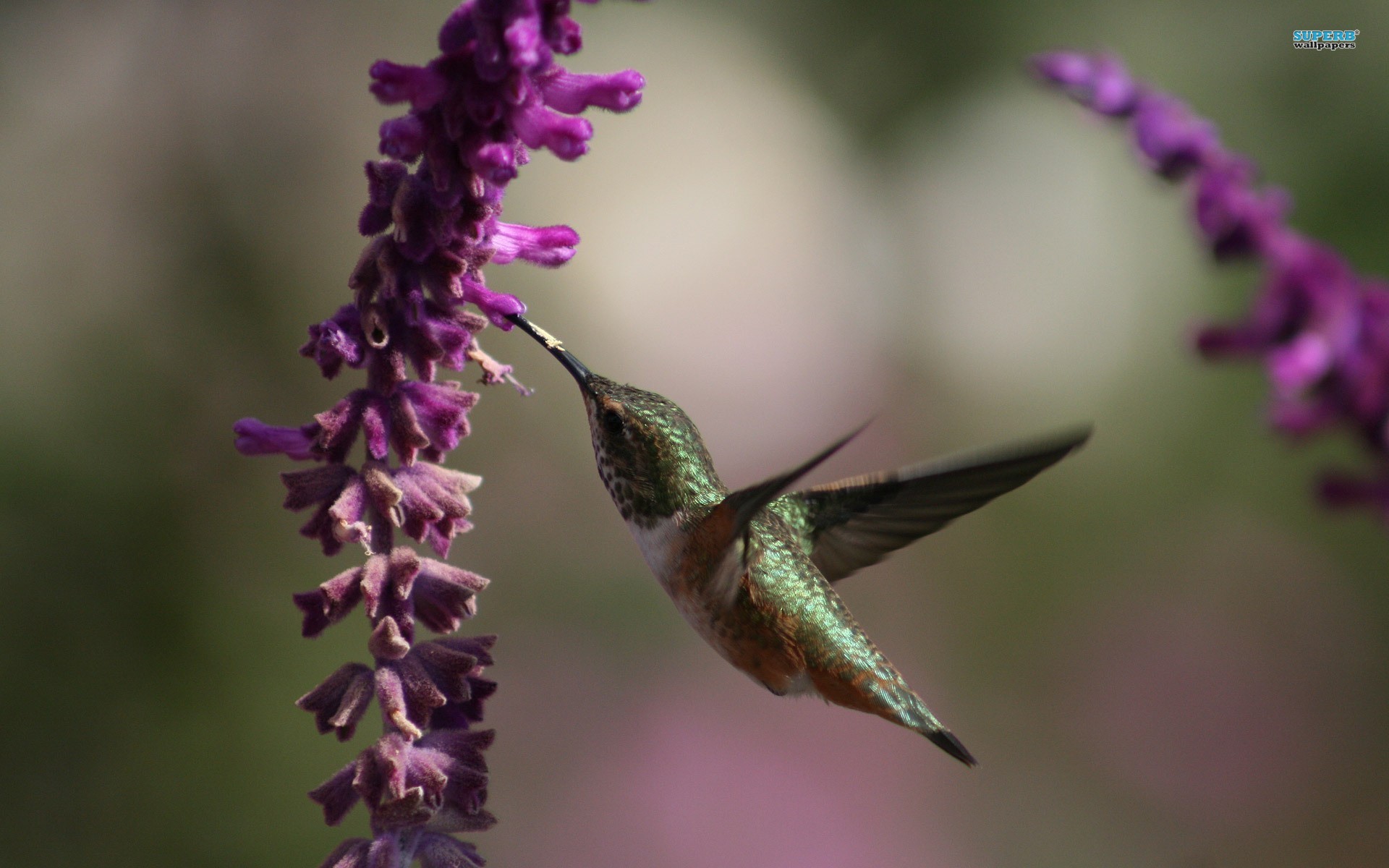 Following the click of the download button, right click on the image and select SAVE AS to complete your download. Filename : Hummingbird Wallpaper Abstract