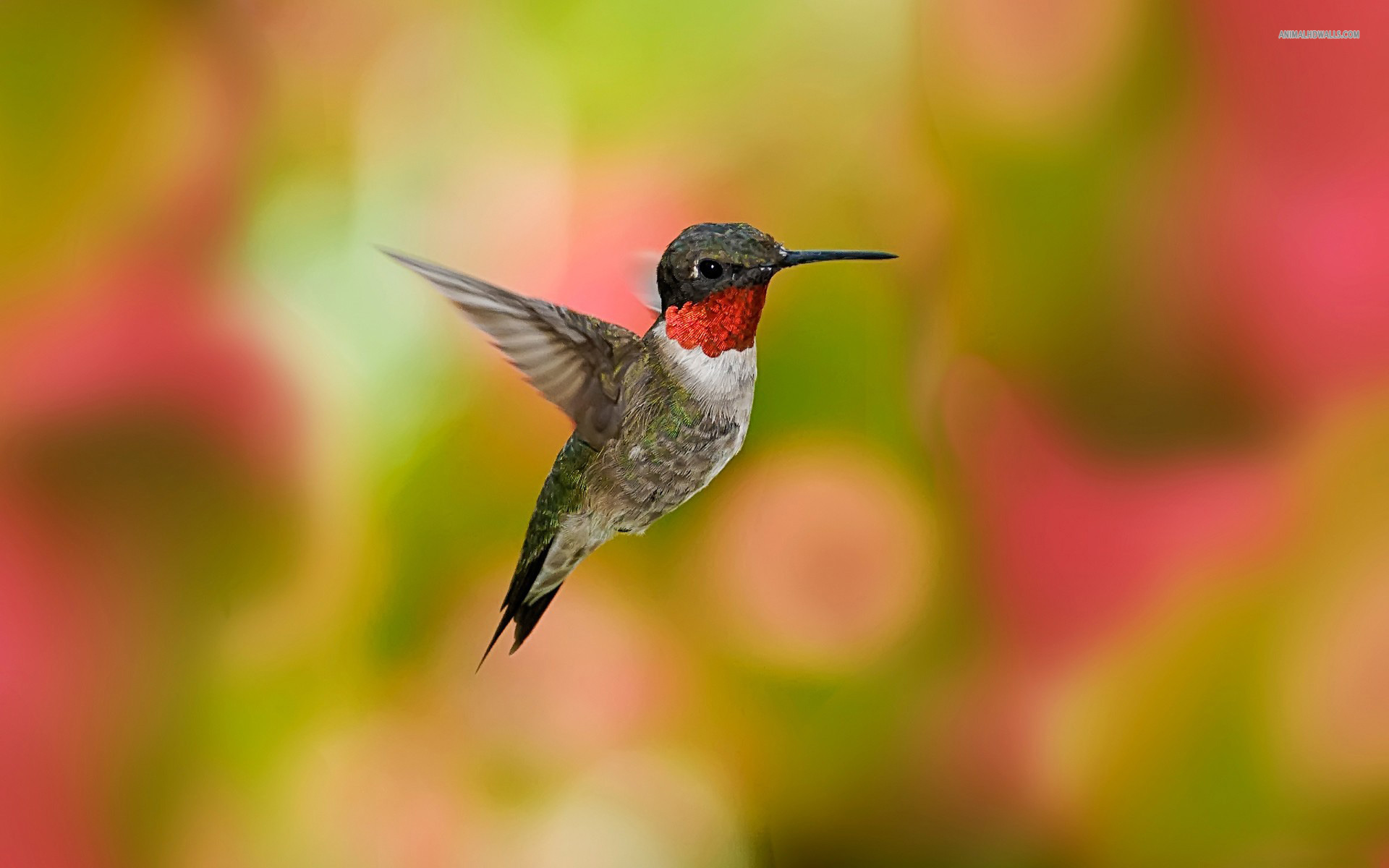 Following the click of the download button, right click on the image and select SAVE AS to complete your download. Filename : Hummingbird Wallpaper
