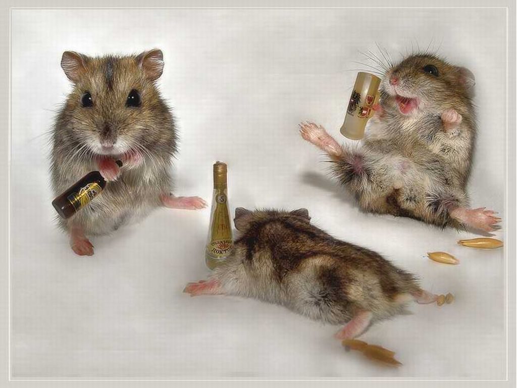 Drunk Mice - animal-humor Wallpaper