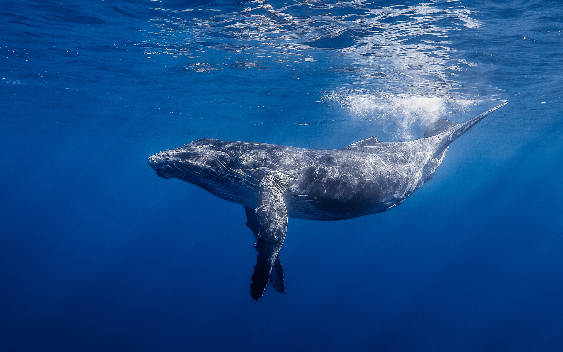Humpback whale hd