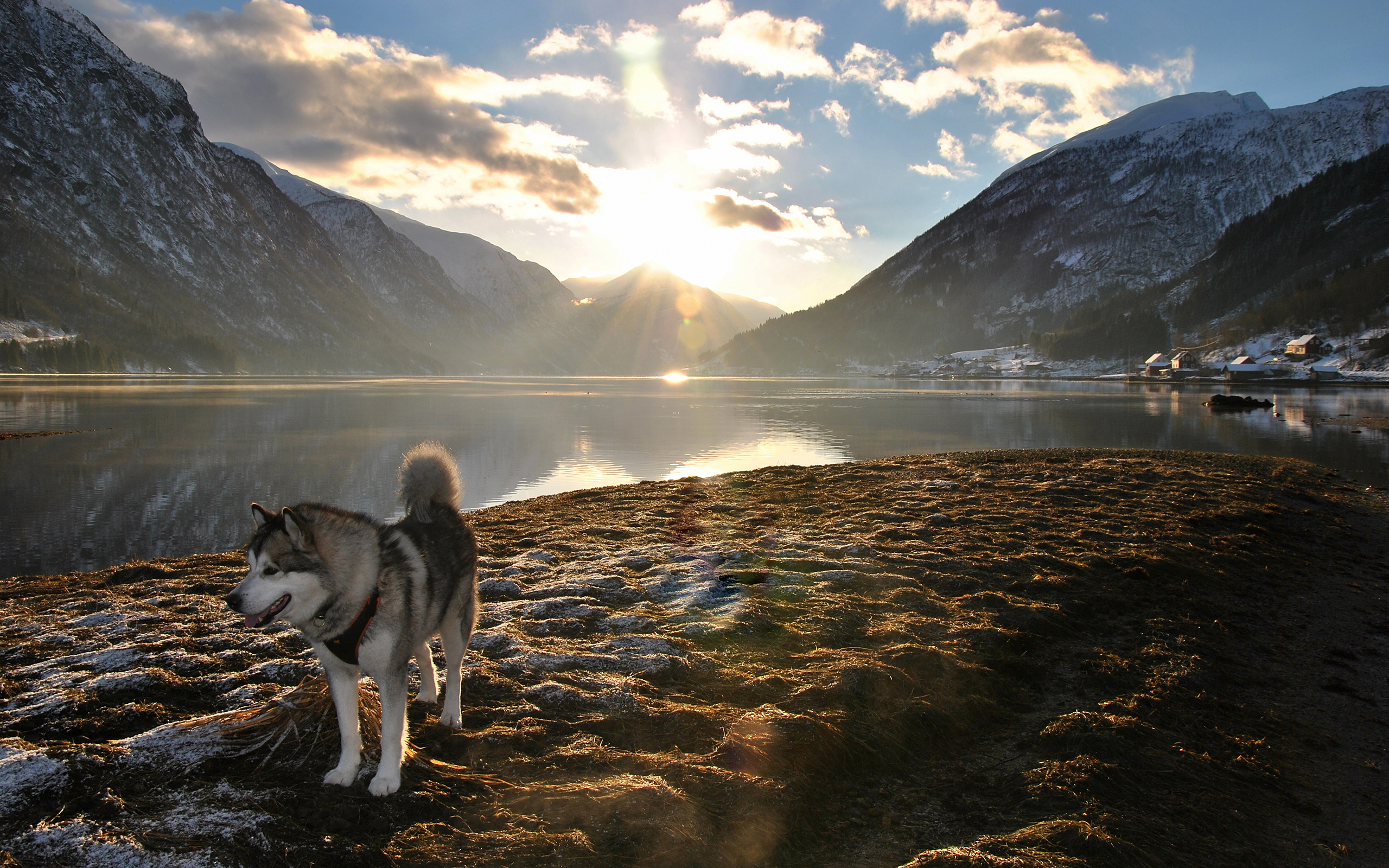 Dog Husky Sunlight Landscape Lake Mountains wallpaper background