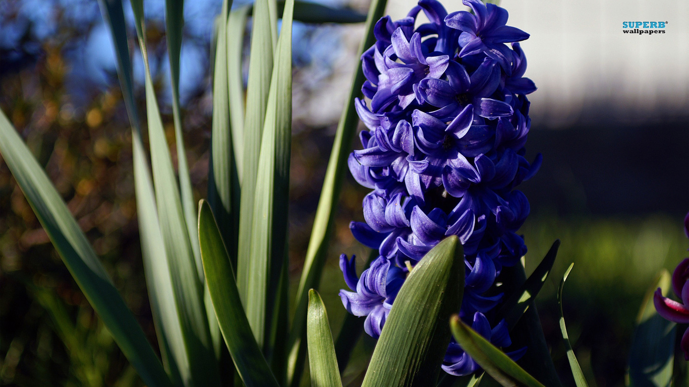 Hyacinth HD