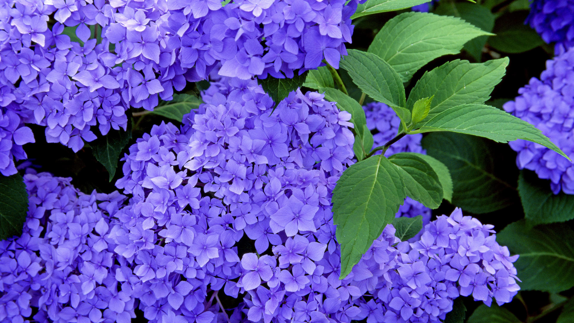 You can use a variables Hydrangea Flower Essence, http://typesofflower.com/hydrangea-meaning-of-the-word-symbolism/hydrangea-flower-essence/, ...