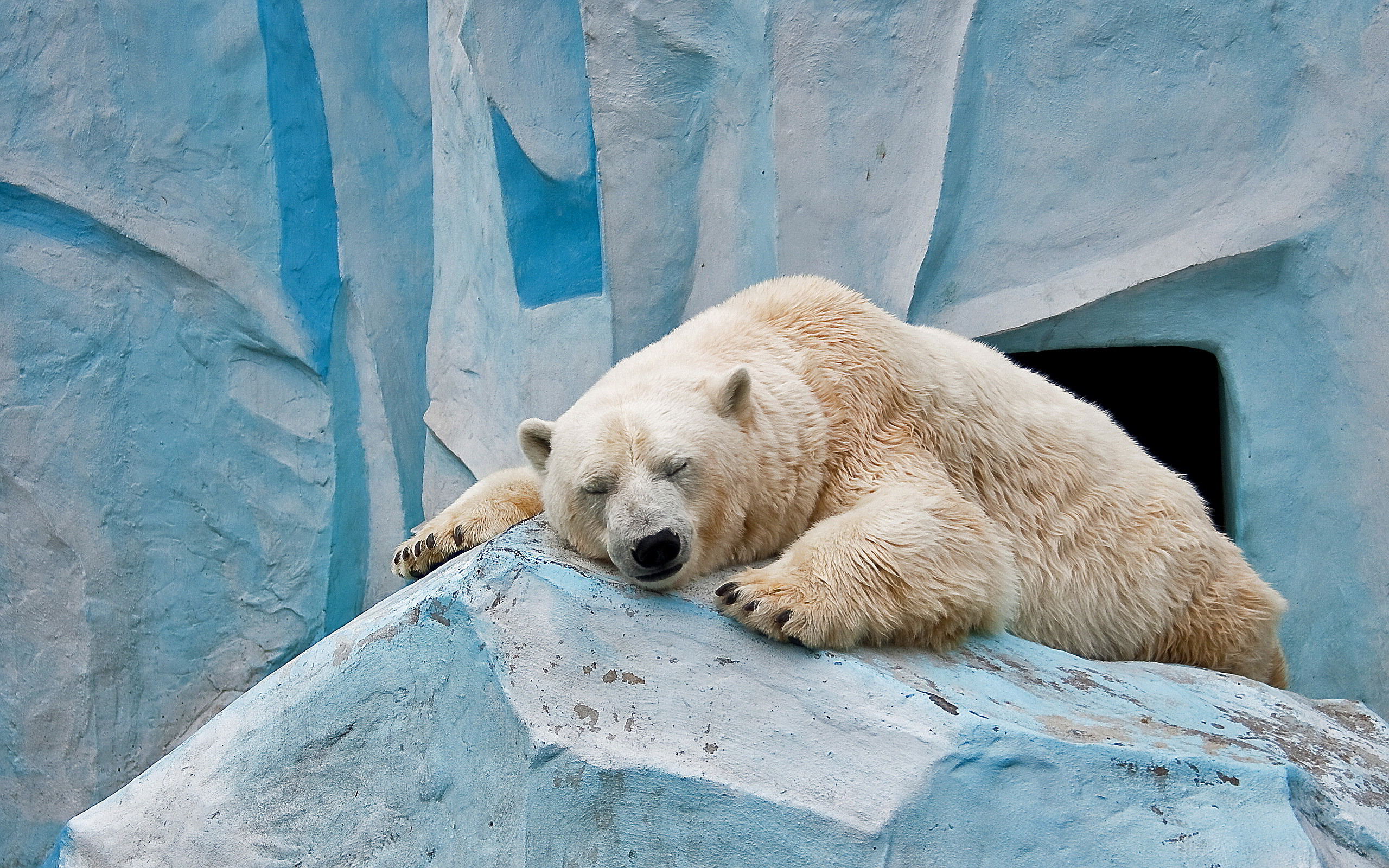 Ice bear sleeping