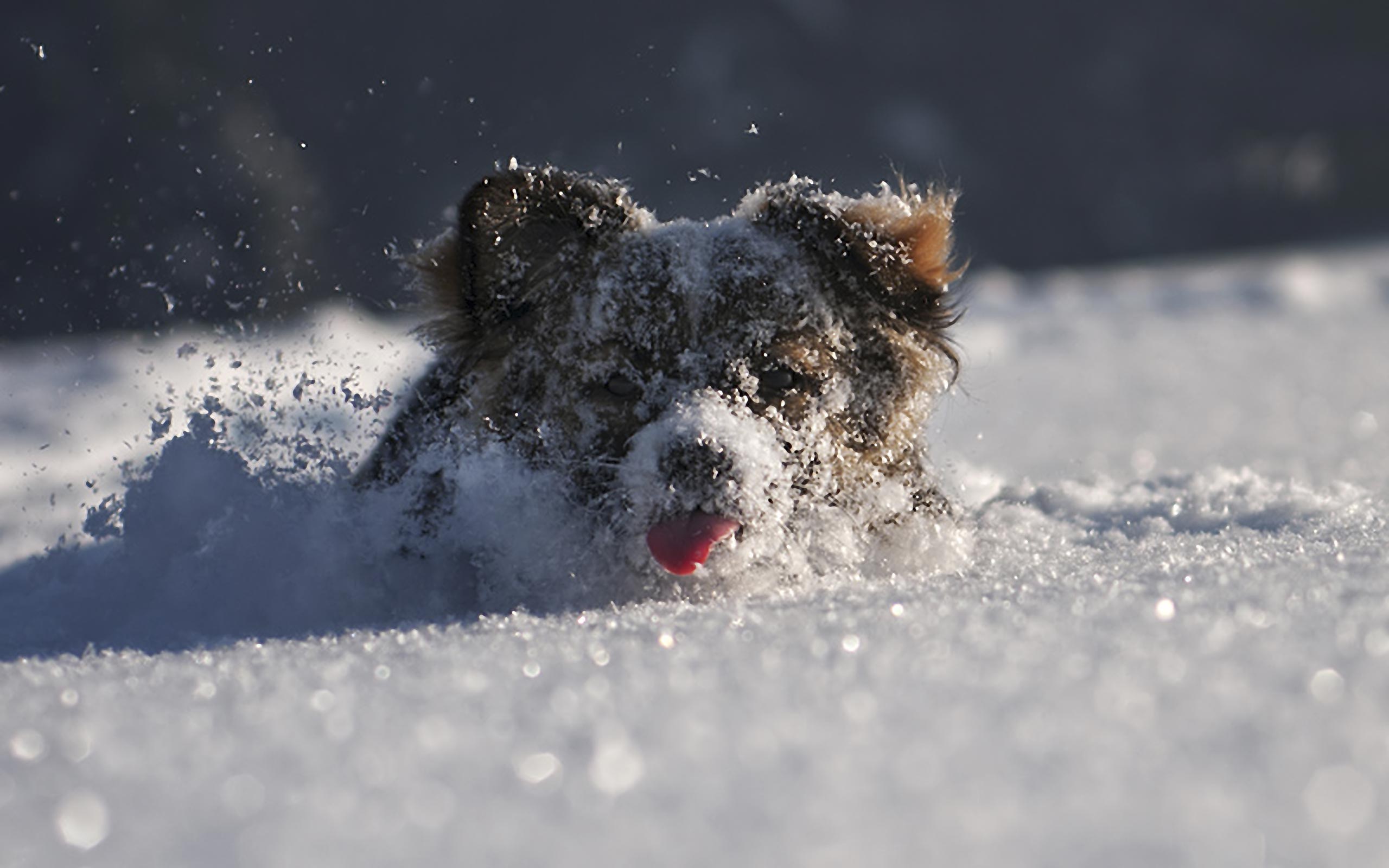 Desktop backgrounds · Animal Life · Dogs | Puppy dogs Dog in snow