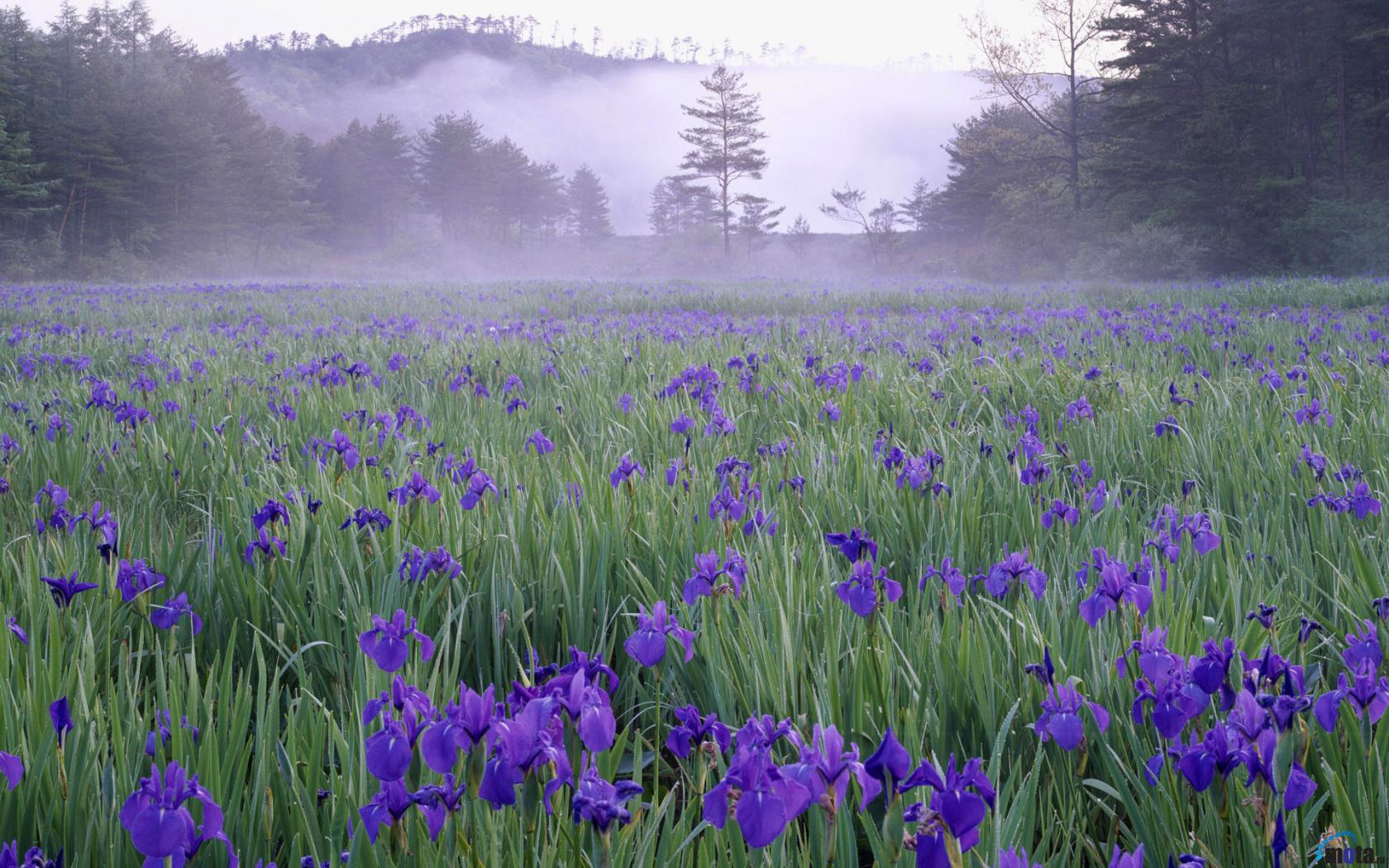Desktop wallpapers Iris meadow in the mist near Hiroshima.
