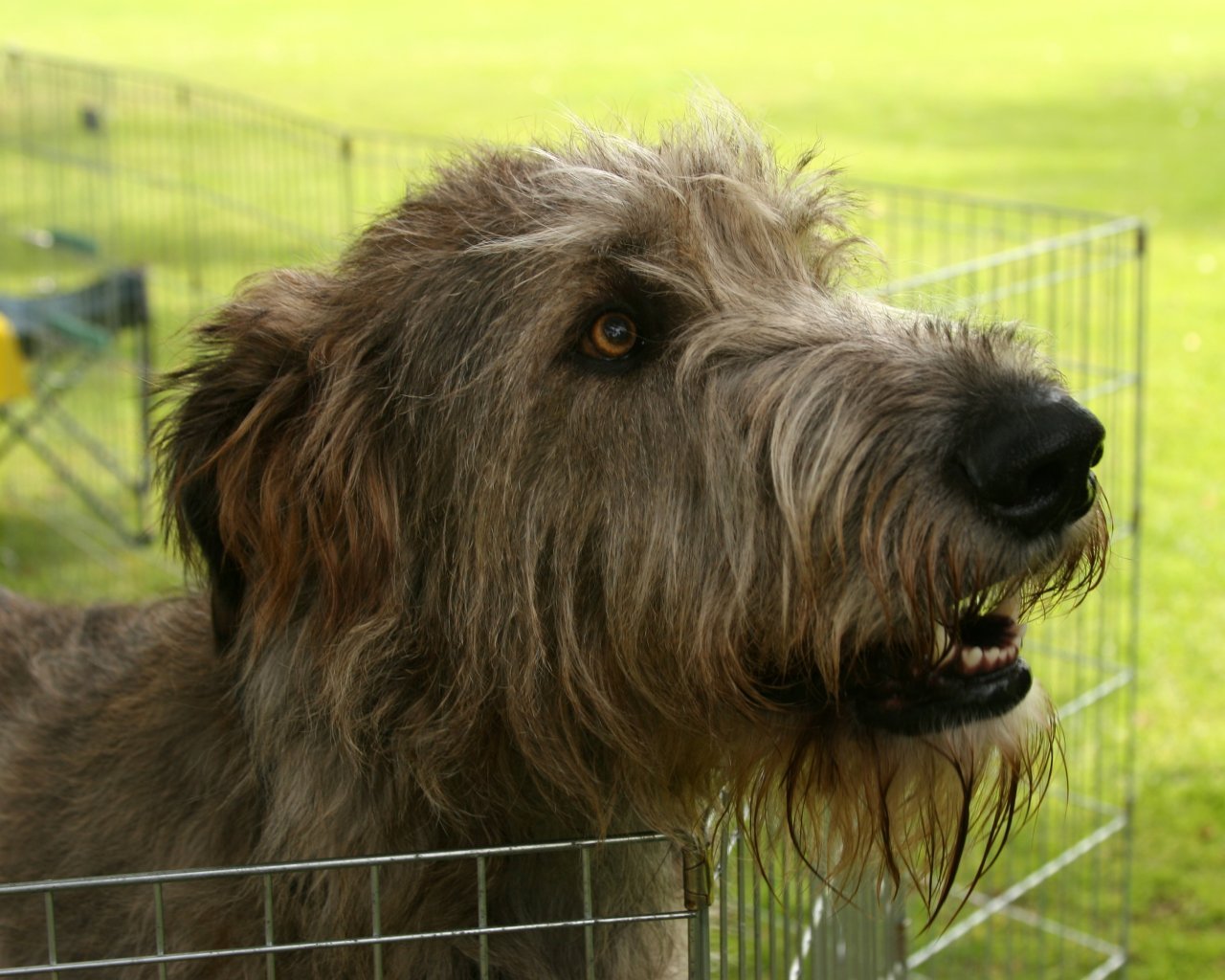 The Irish Wolfhounds are sight hounds with high prey drive. That means, they will chase animals, and even cars and bikes. So if he gets away,… good luck ...
