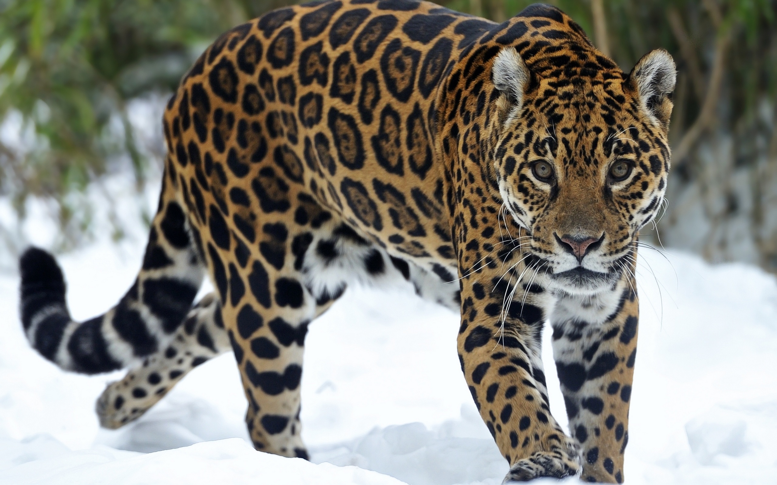 Jaguar Animal Desktop Wallpapers