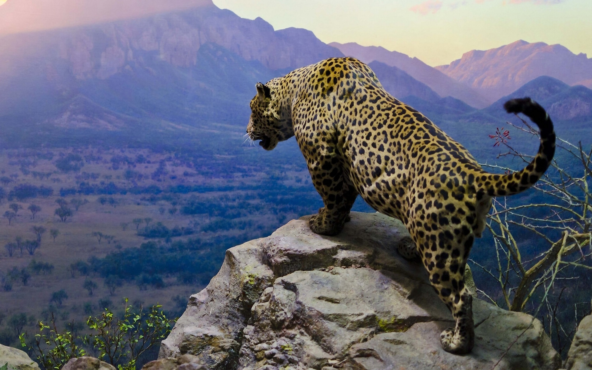 Jaguar mountain