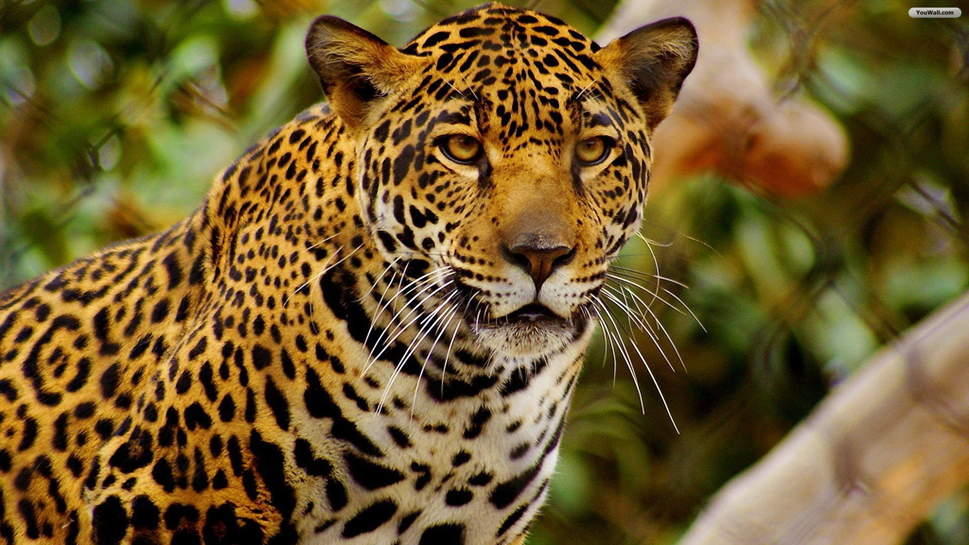 Jaguar Pictures
