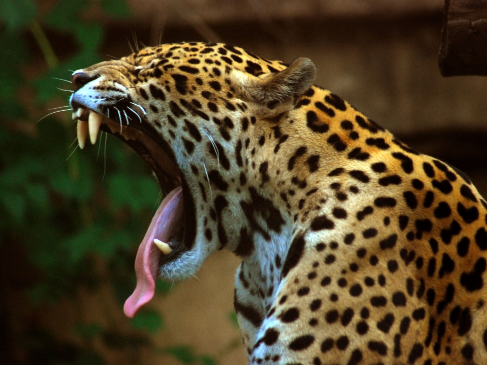 HD Wallpaper | Background ID:171770. 1680x1260 Animal Jaguar