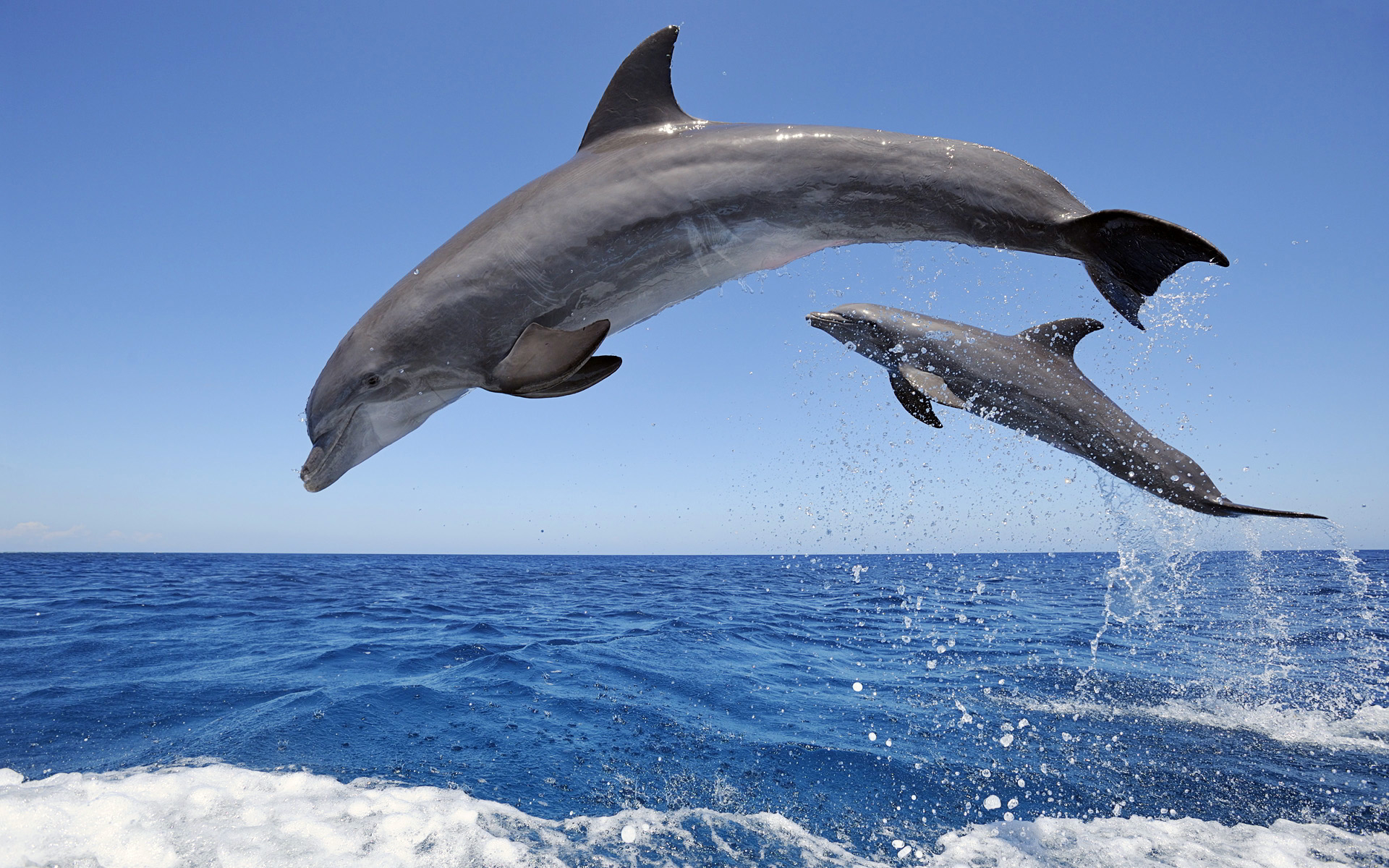 Jumping dolphins sea