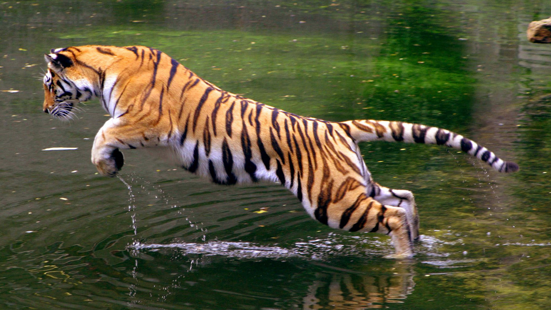 Jumping tiger