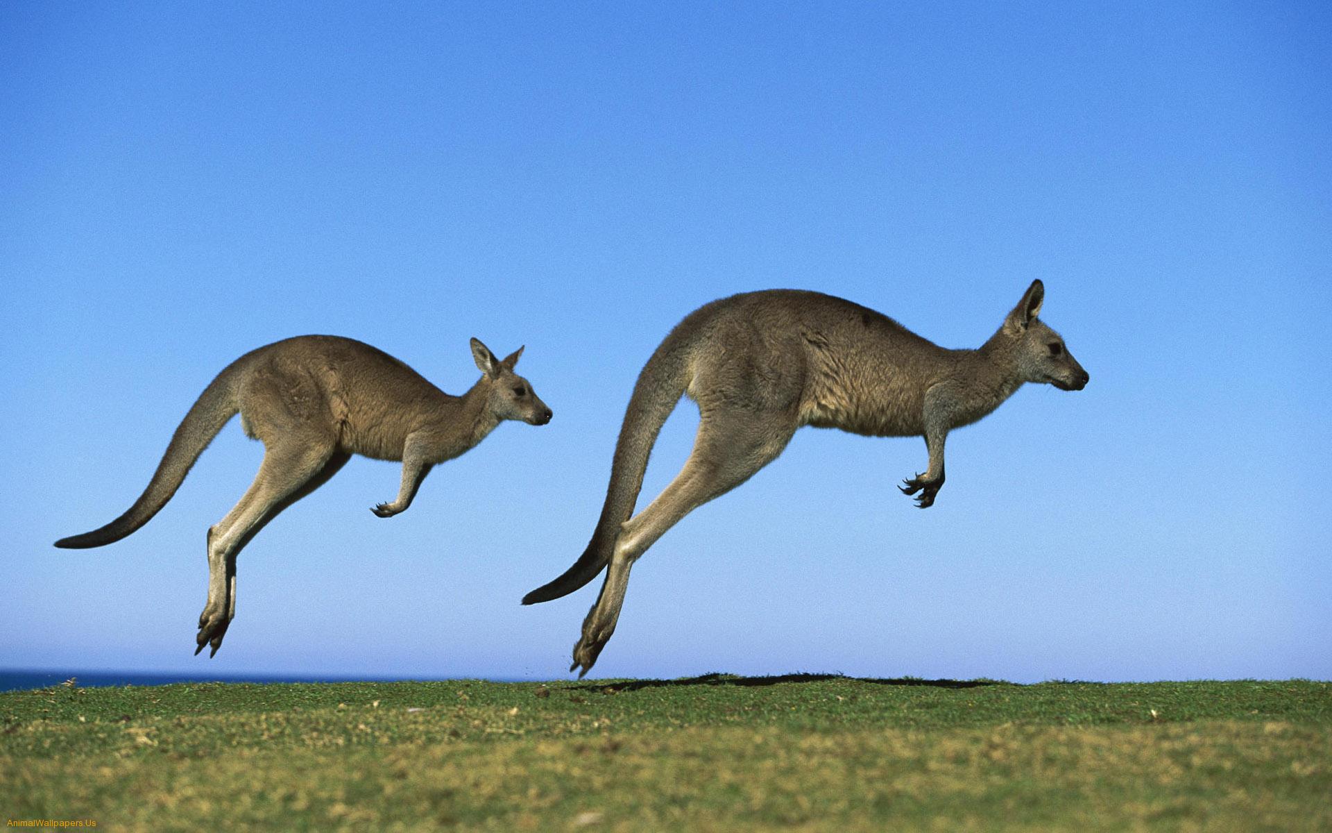 Like a kangaroo. Why are those kangaroos such efficient jumpers anyway? Could it have something to do with a massive rubberband like tendon that utlizes the ...
