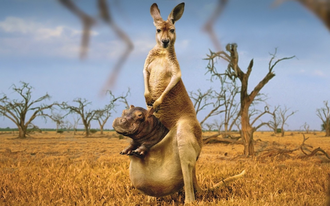 Kangaroo wallpaper | 1280x800 | #46298