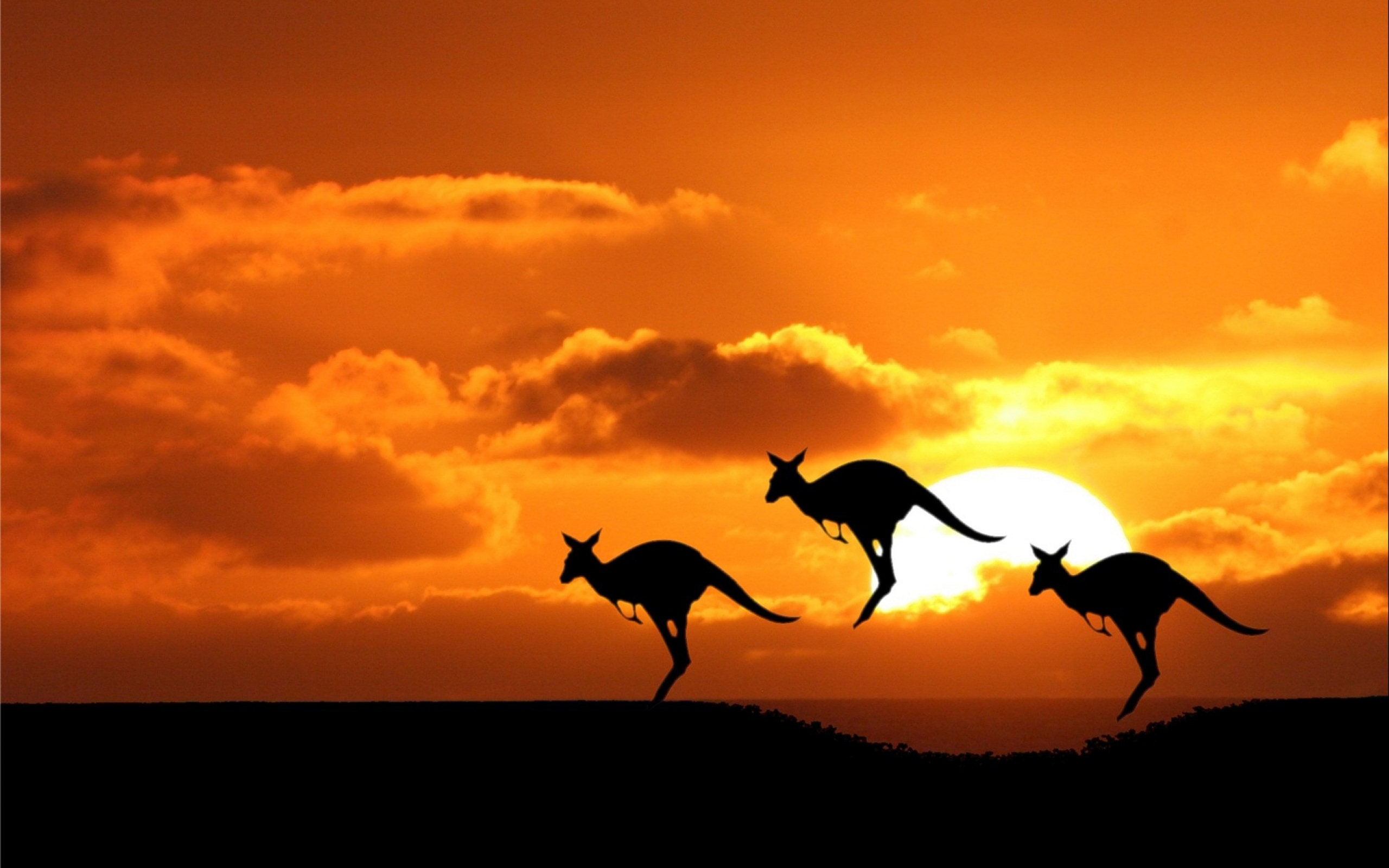 HD Wallpaper | Background ID:276656. 2560x1600 Animal Kangaroo