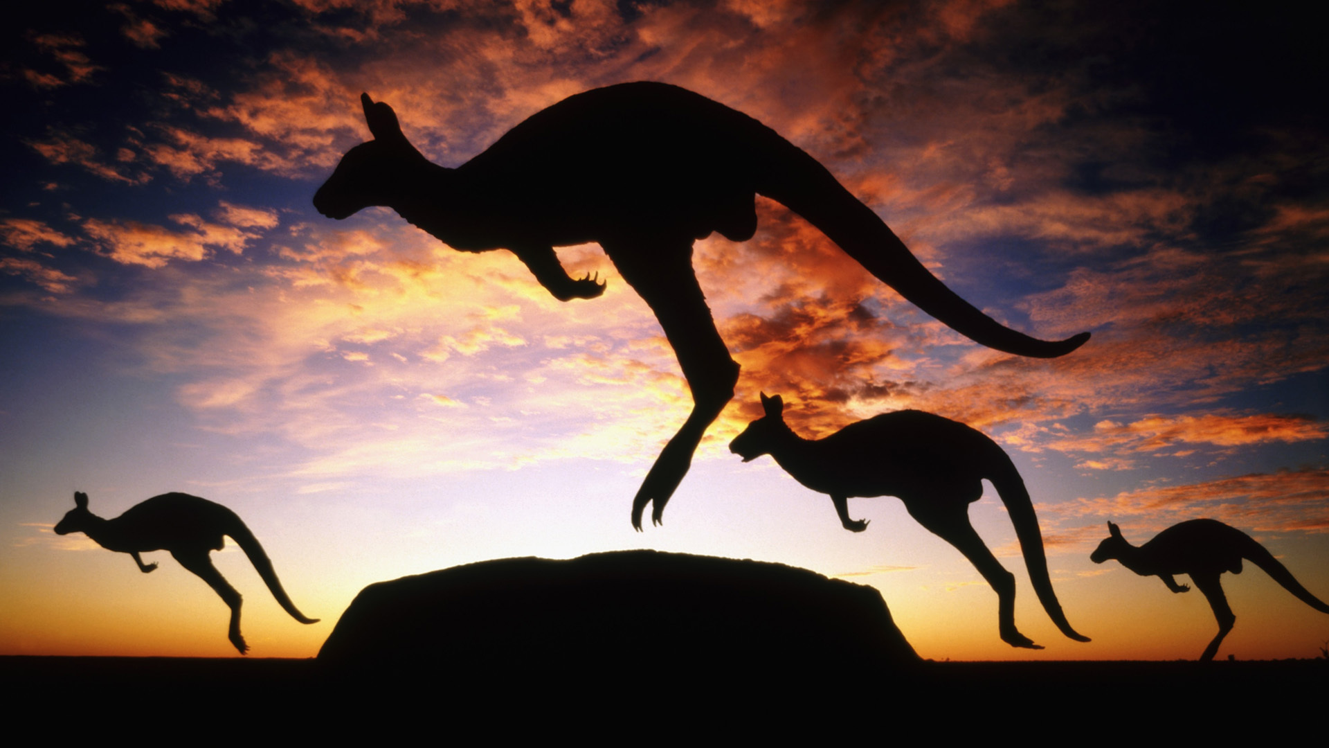 Awesome Kangaroo Wallpaper