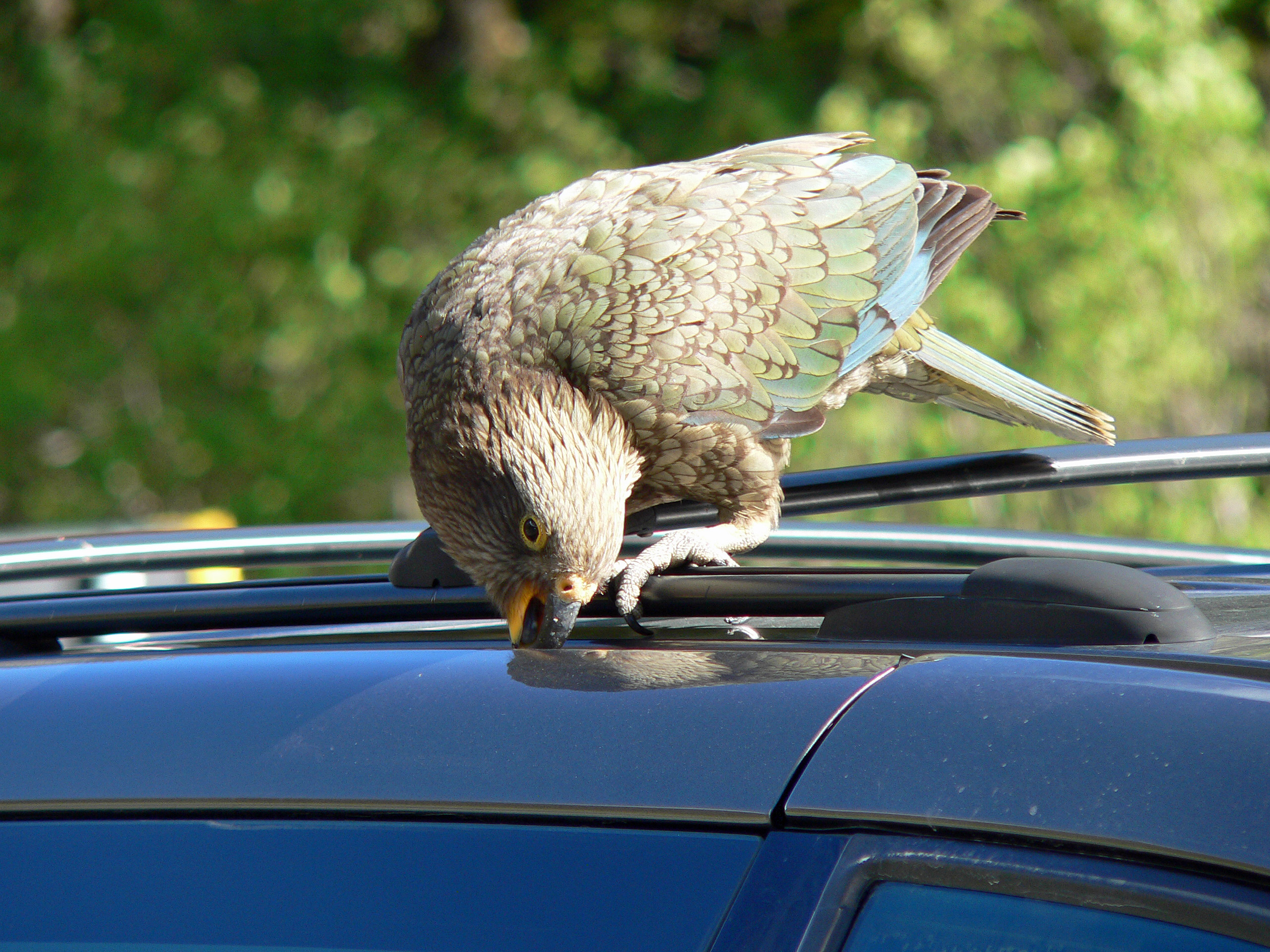 Interestingly, a group of Kea is called a circus, while a group of crows is a murder. The common crow is on-par -or better- with the Kea in terms of ...