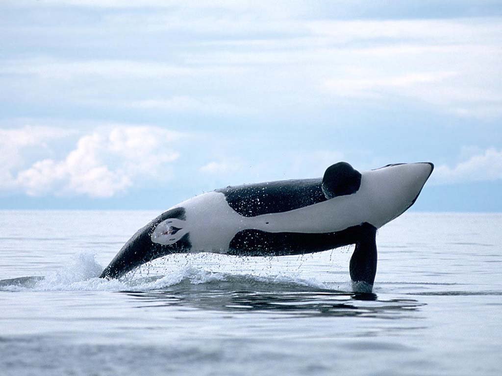 Orca ♡ - orca-the-killer-whale Photo