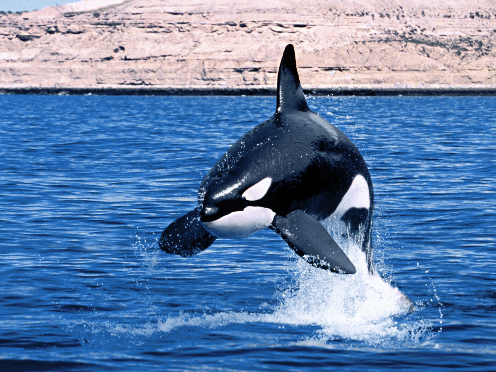 Animal Pictures Orca Wallpapers Hd Os Killer Whales Wallpaper 1600x1200px