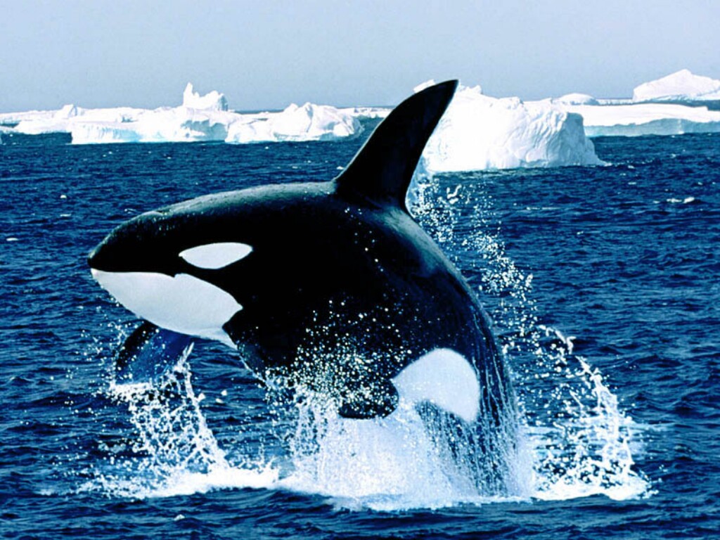 That, my foolish friend is an Orca. Commonly known as a Killer Whale.