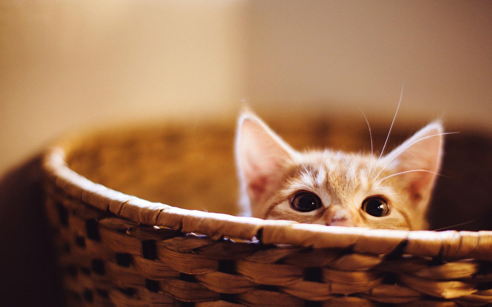 Kitten Basket Light
