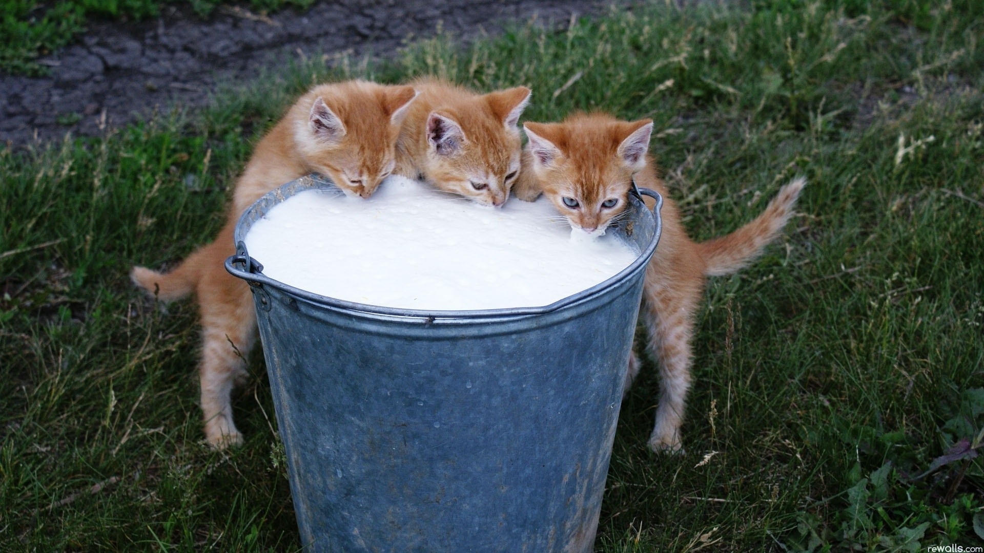 5 Kittens Drinking Milk >>